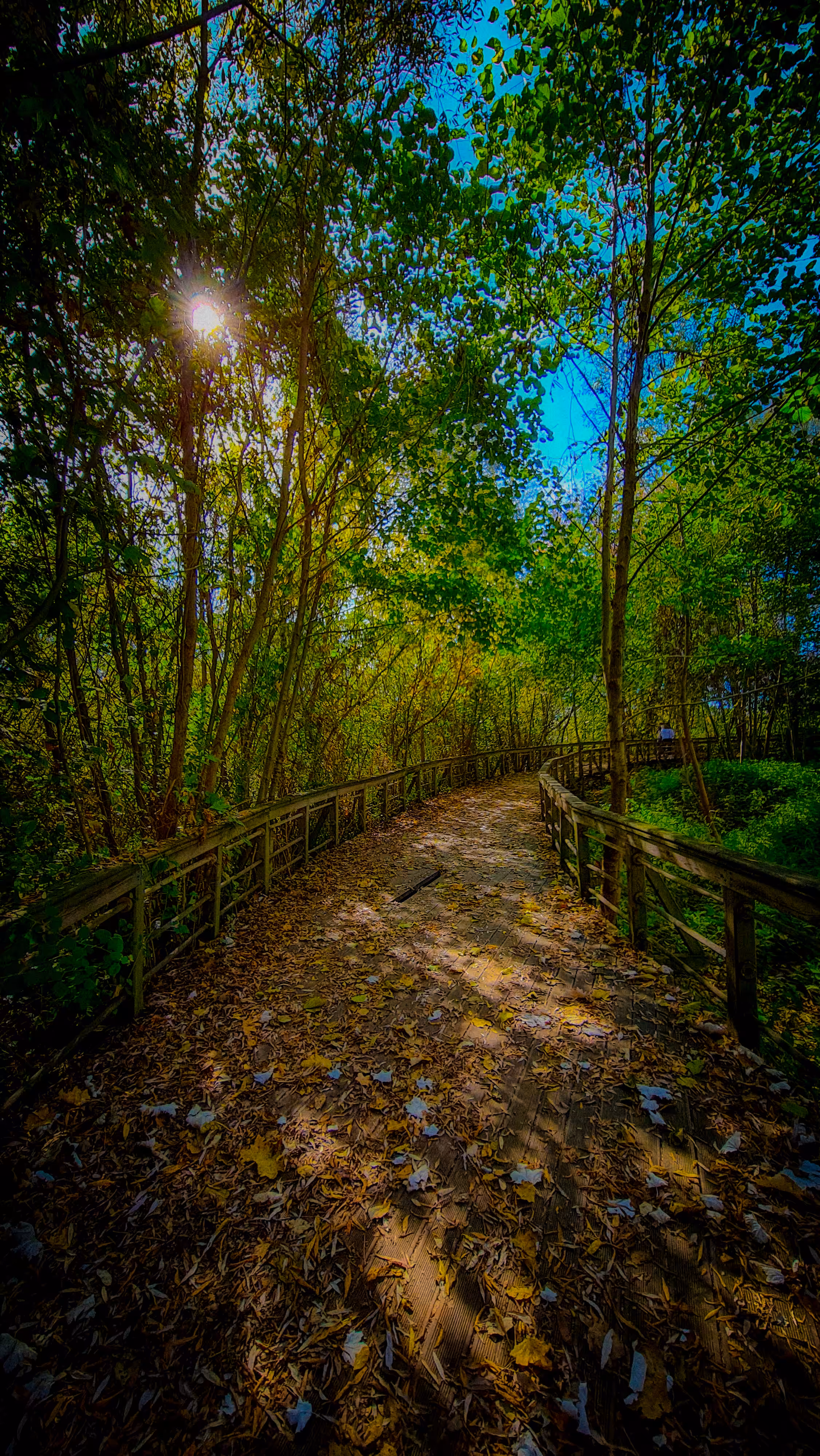 Wooden walkway under the trees. #2