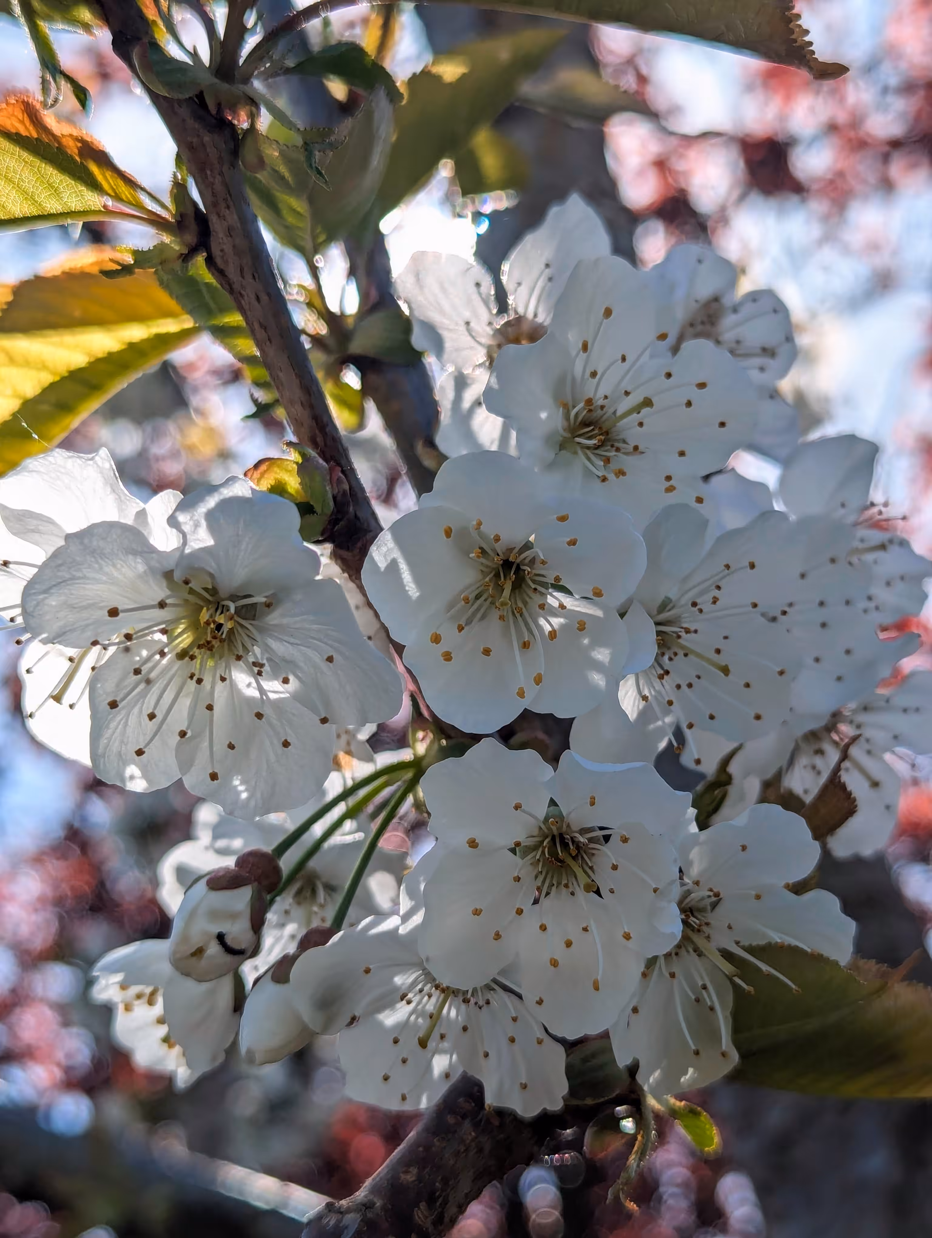 Sweet cherry sky