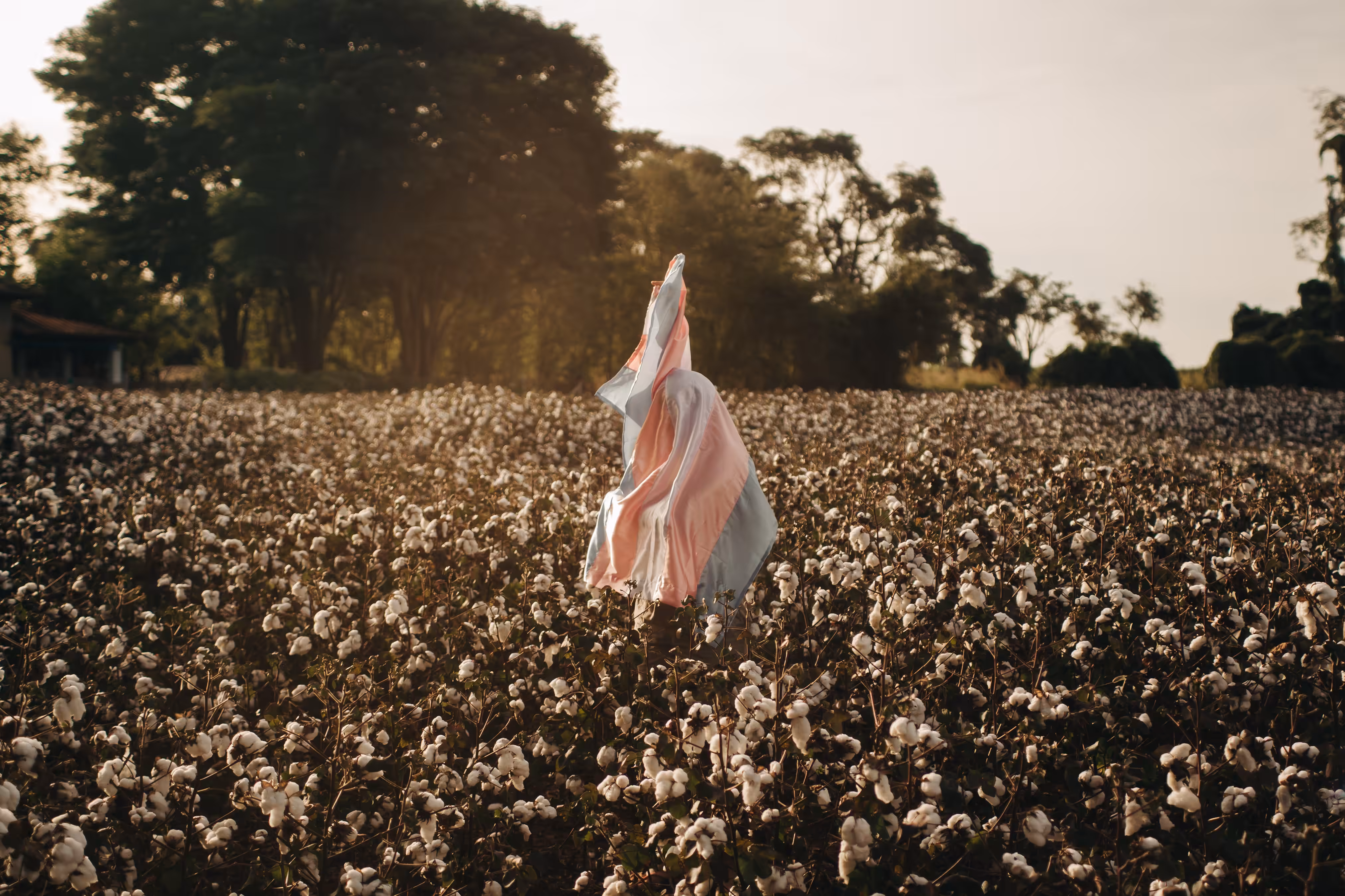 Dense, like cotton