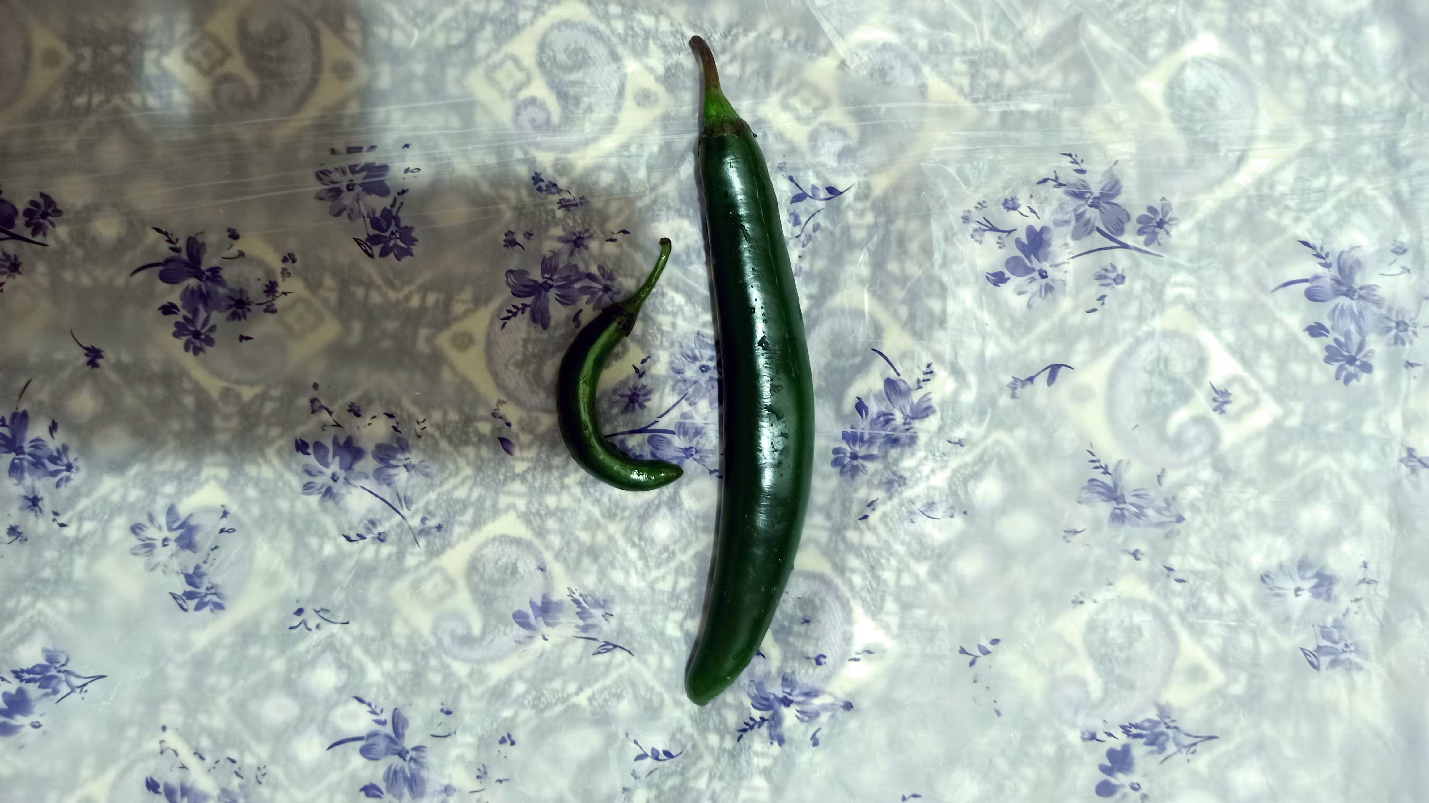 Daily  photography: Pepper