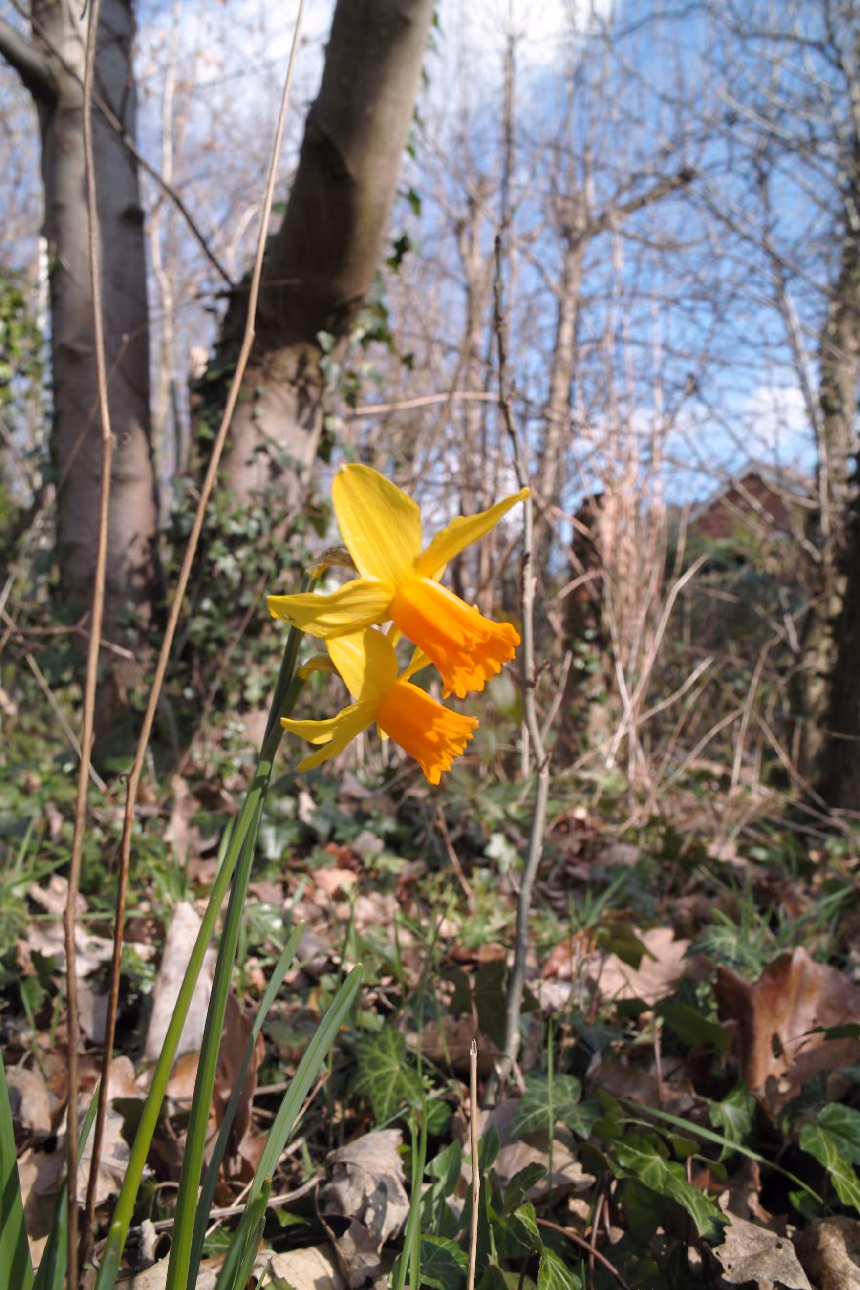 Spring Sunlight