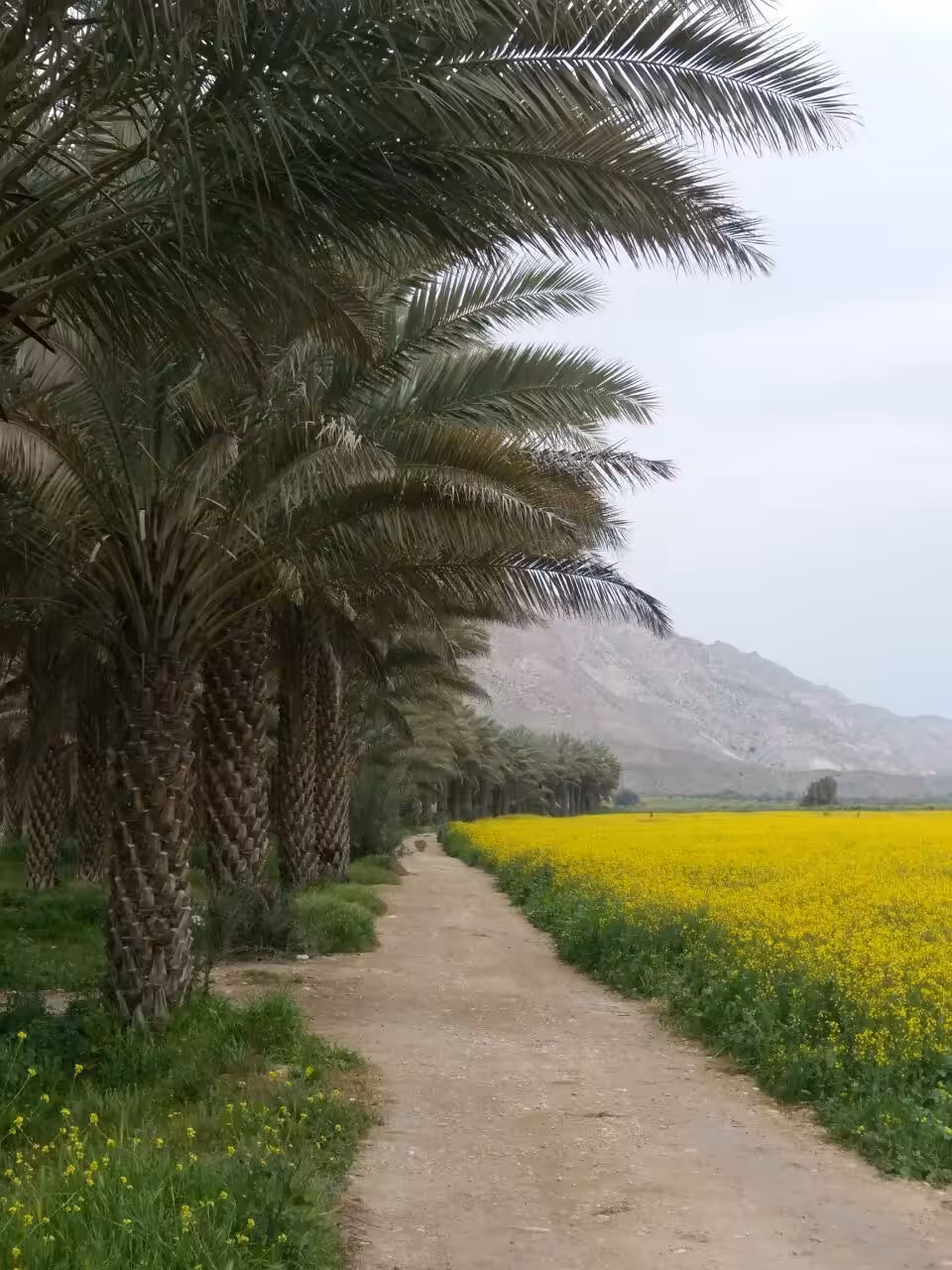 Palm trees