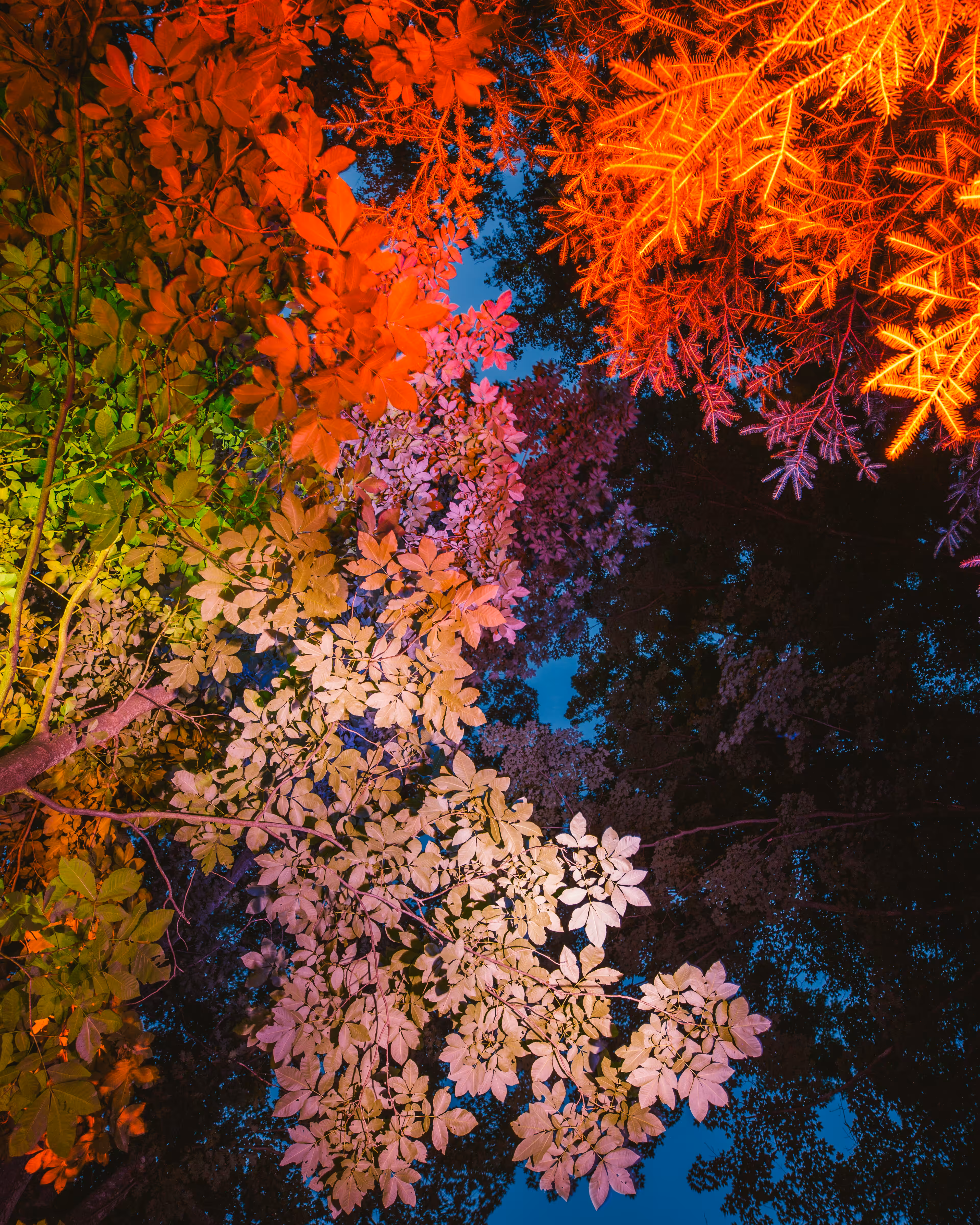 Canopy #6