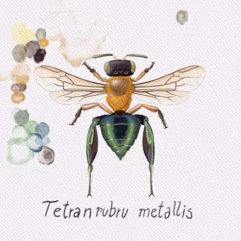 Randomic Brazilian Bees  #3