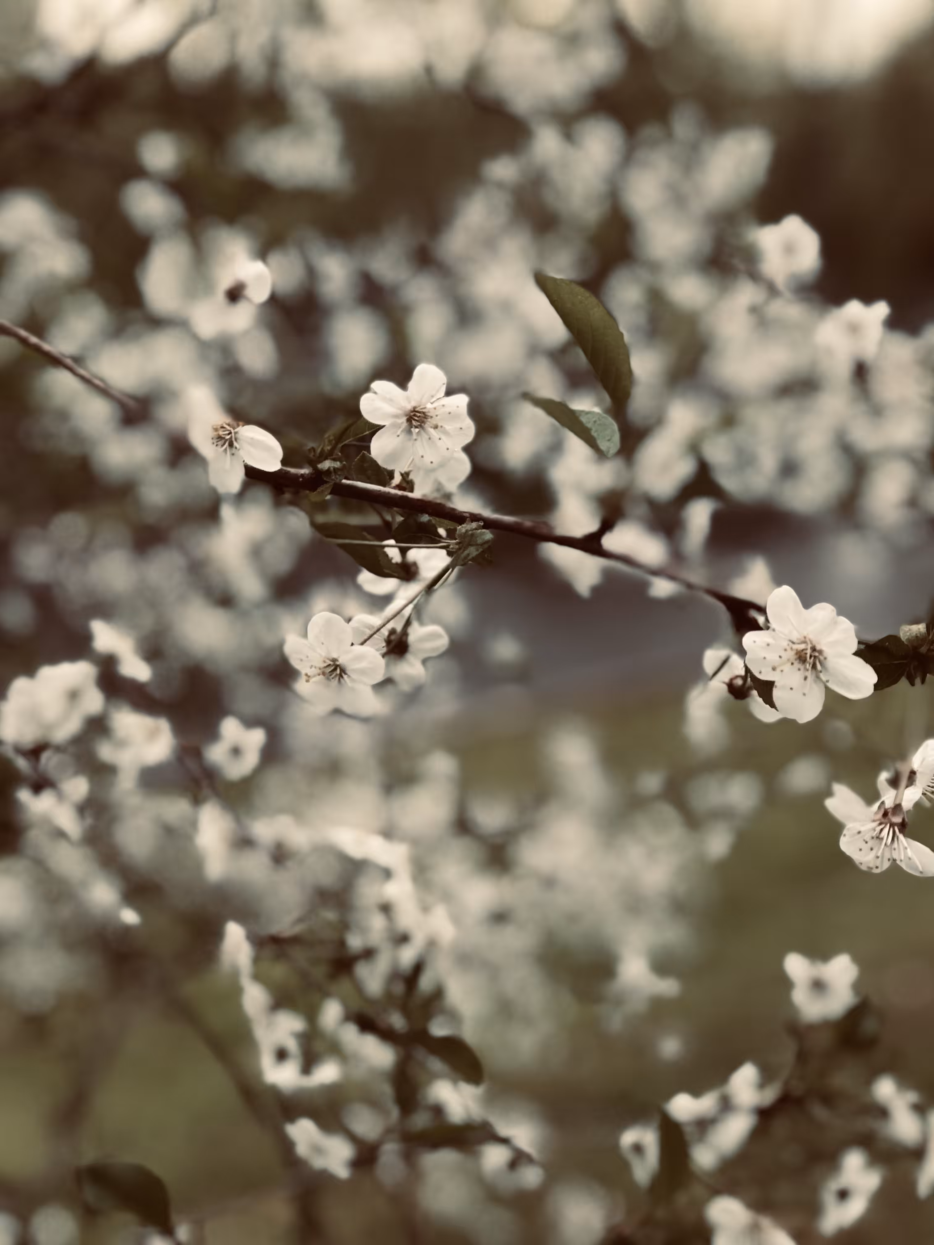 Spring haze