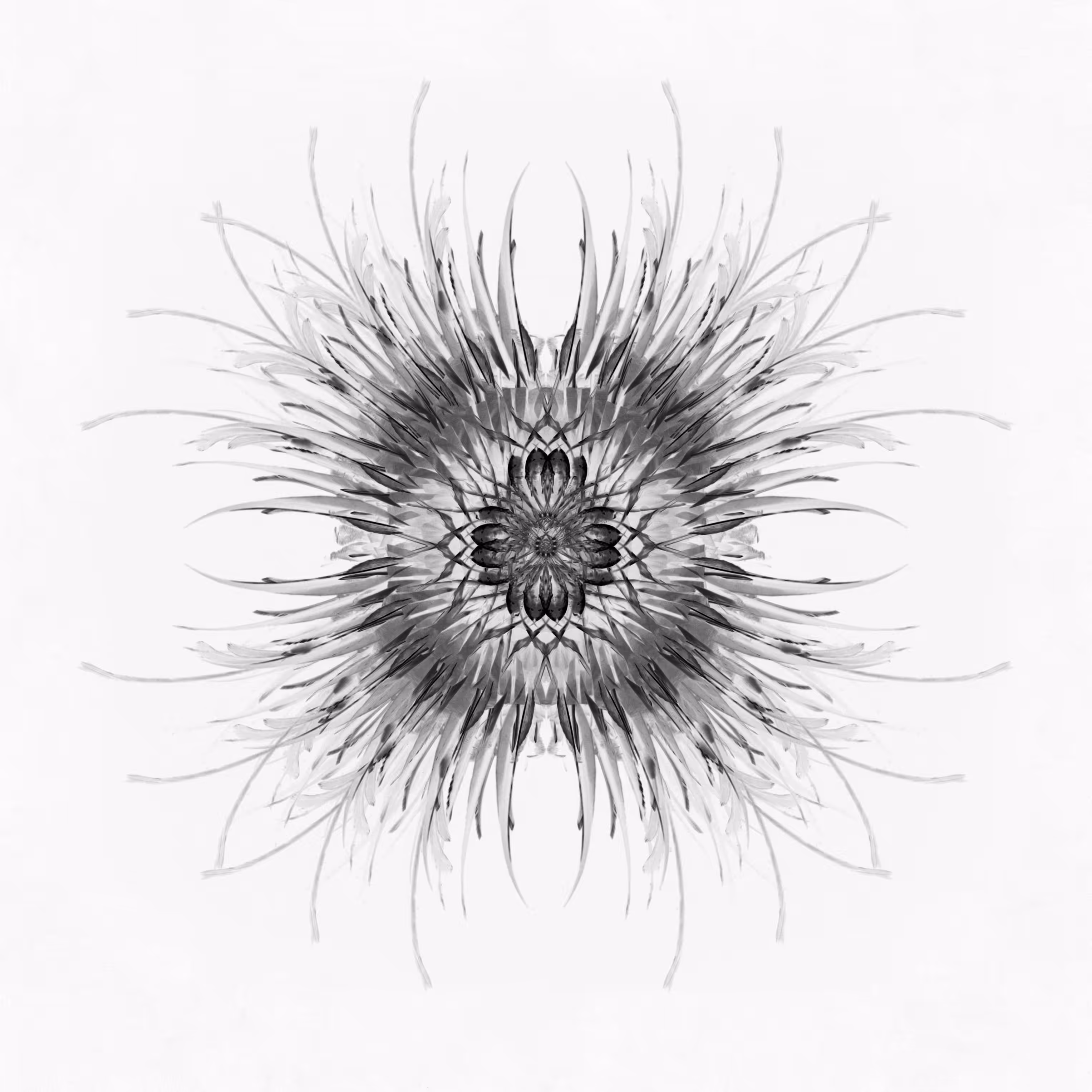 Kikki // Avstract specimen 1.1