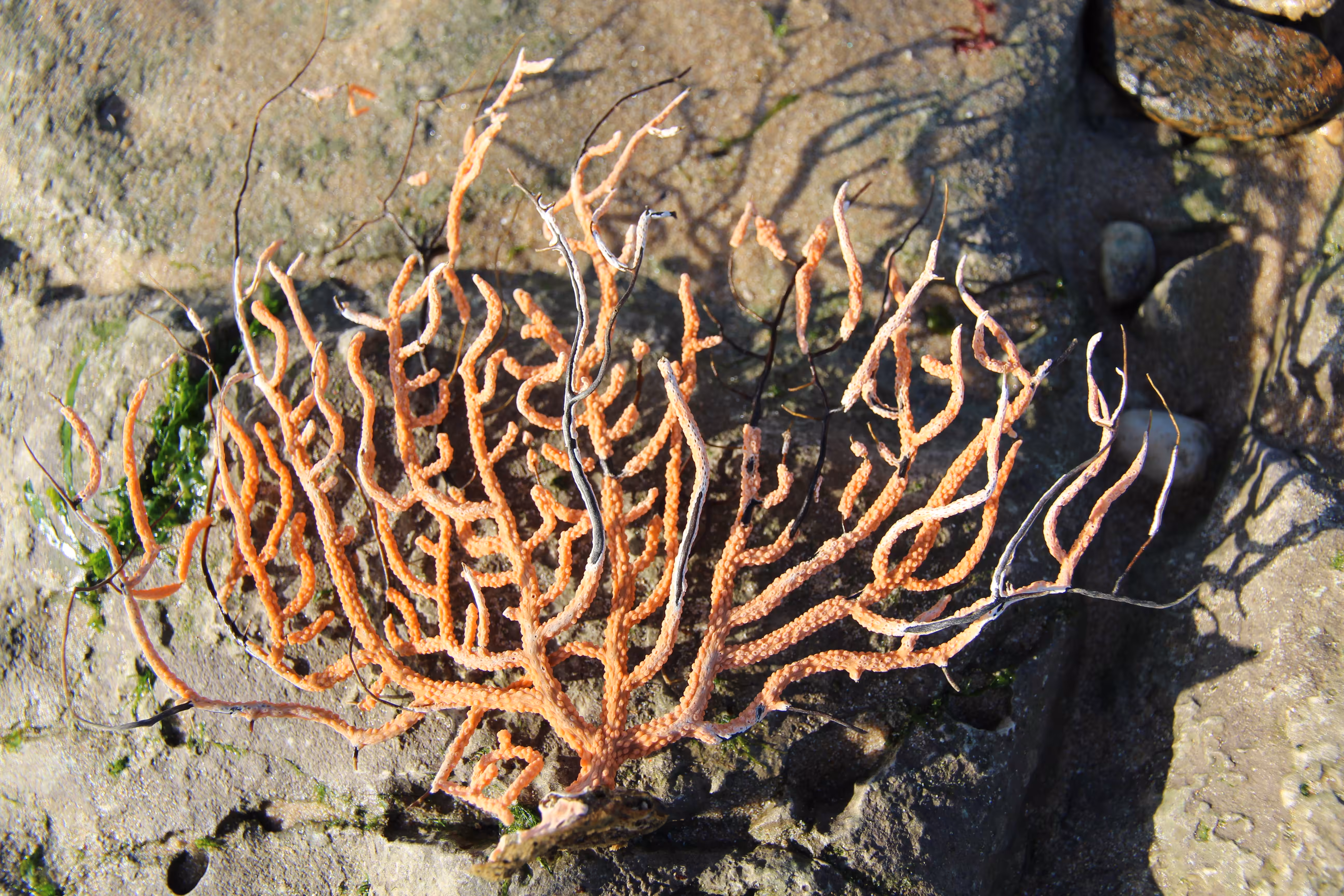 Corals of the Shore