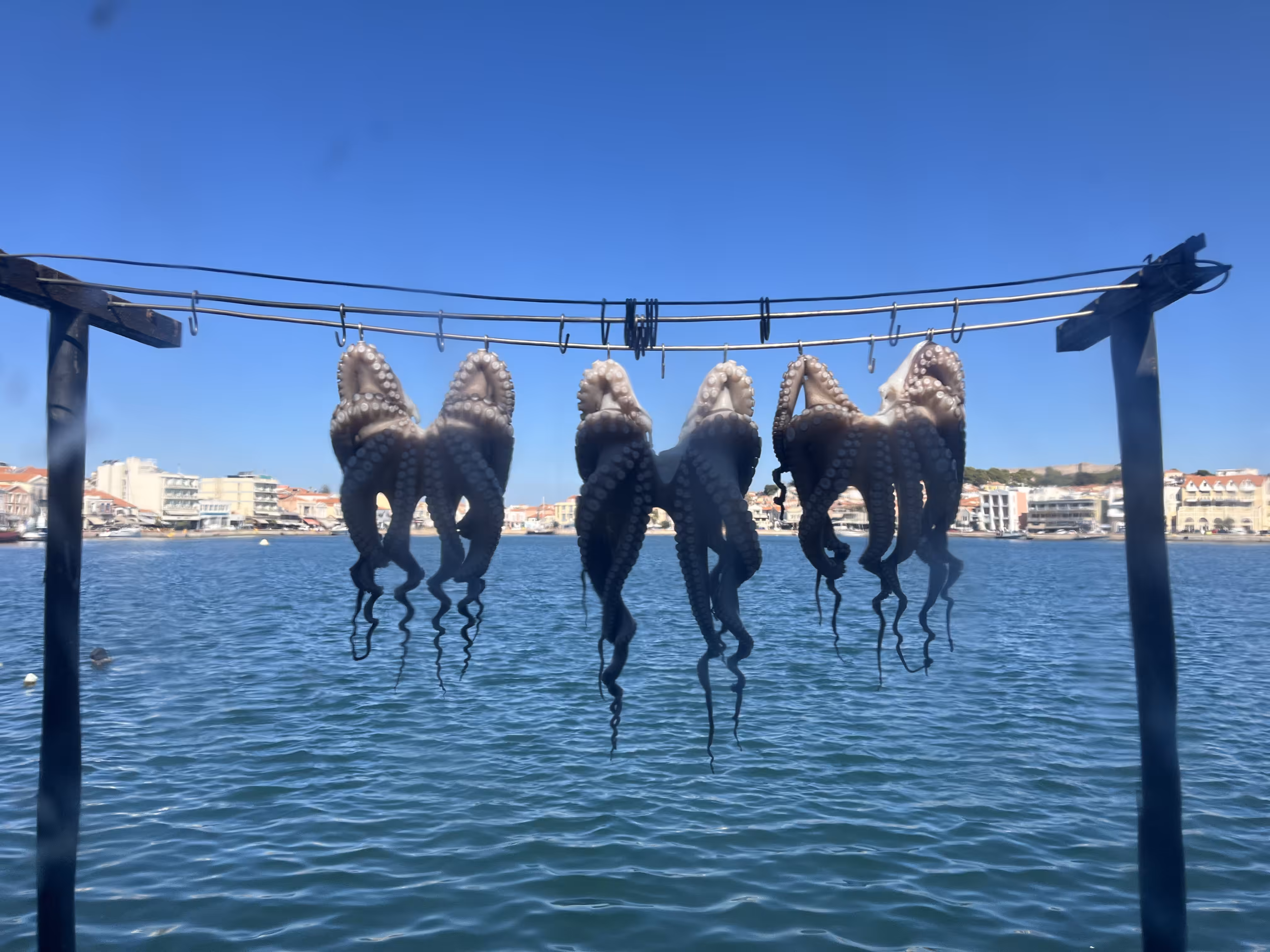 Octopuses