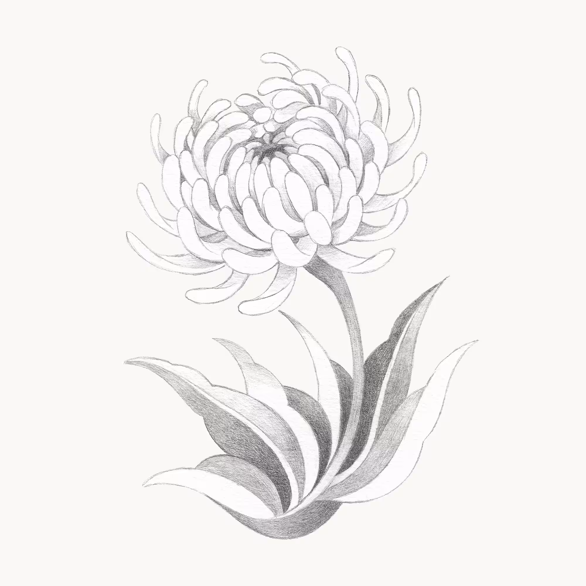 Chrysanthemum