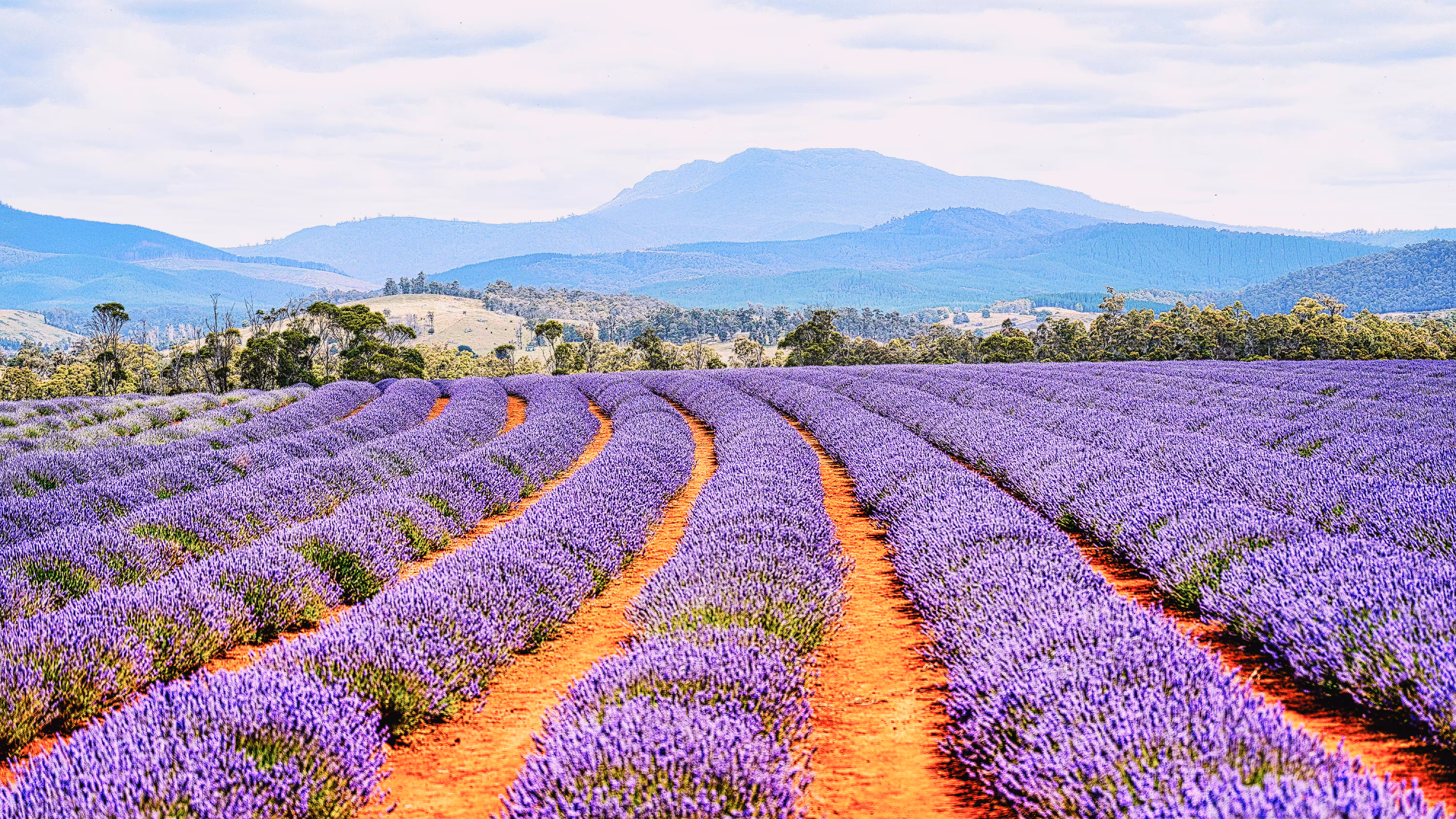 Where the Earth Breathes Purple