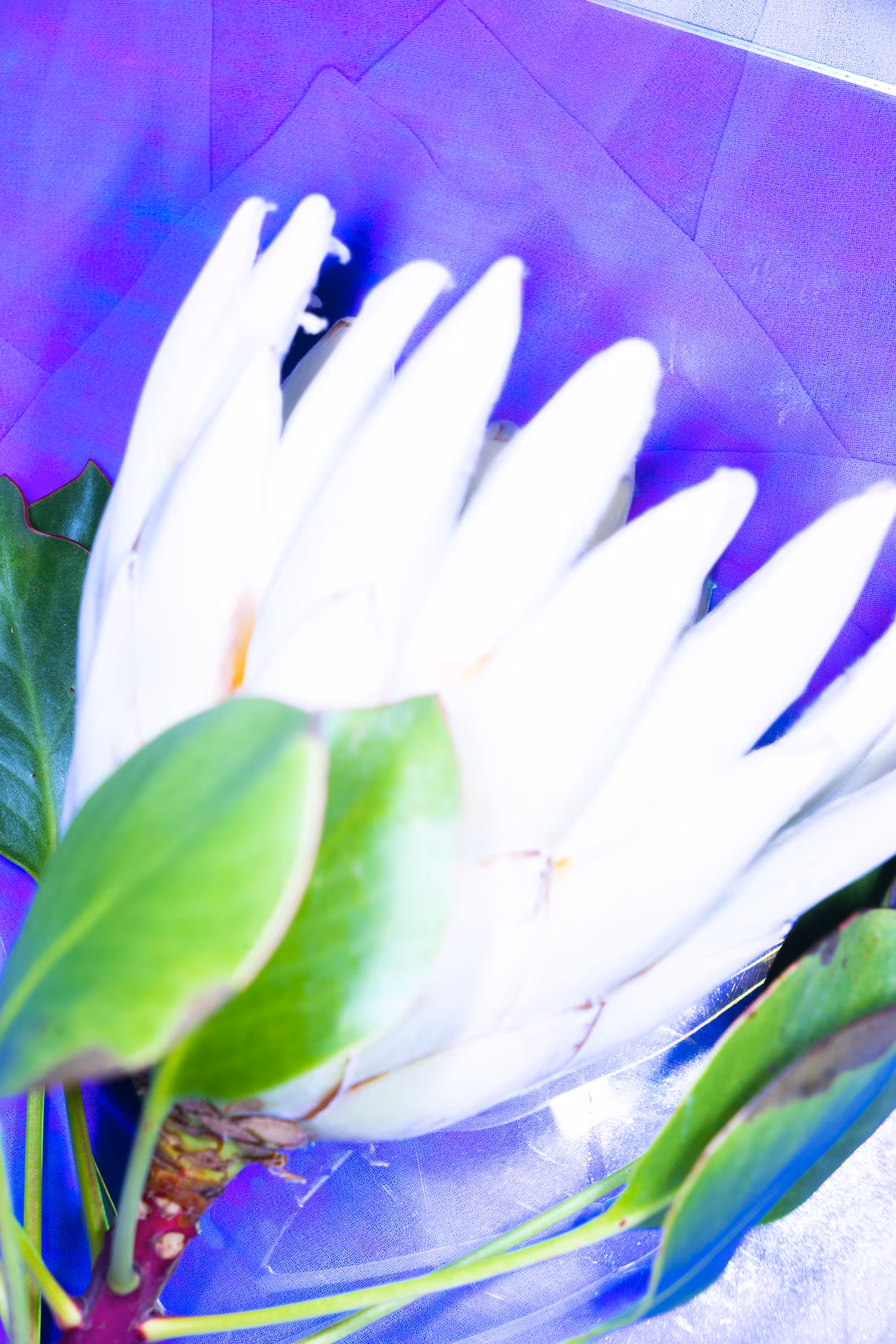 Protea