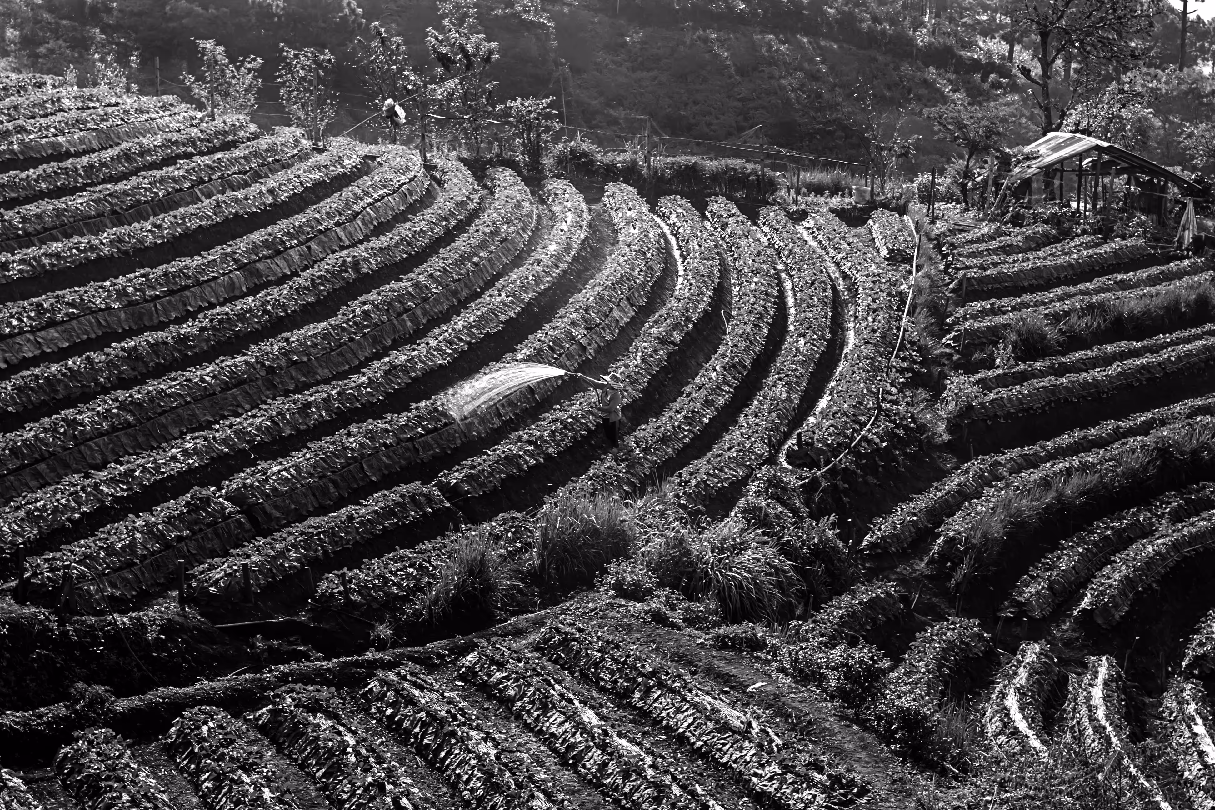 B&W Photography: Strawberry farm.