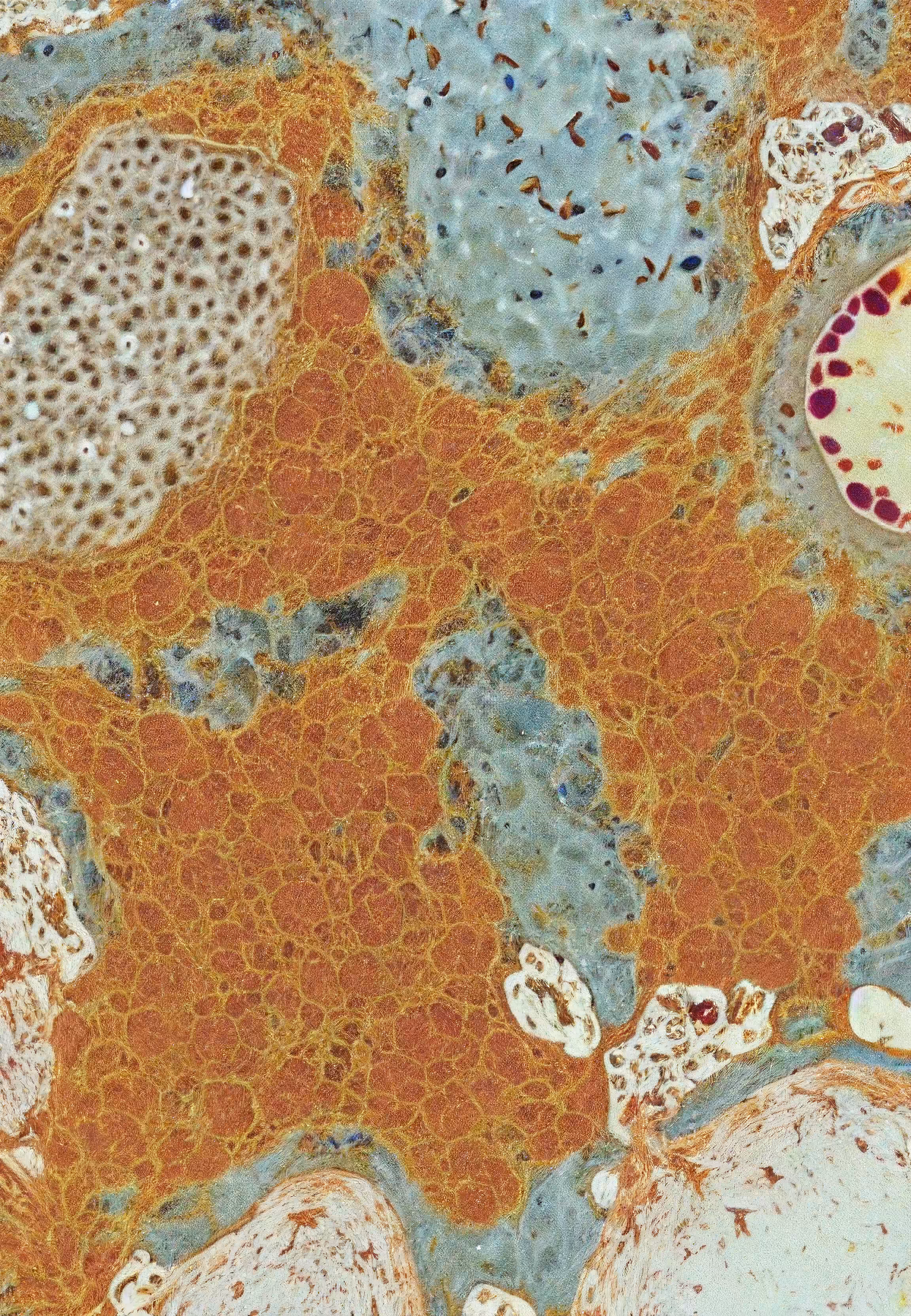 Histologia In Silico #69