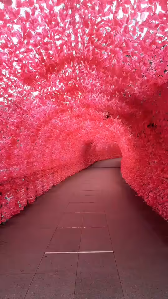 Pink tunnel