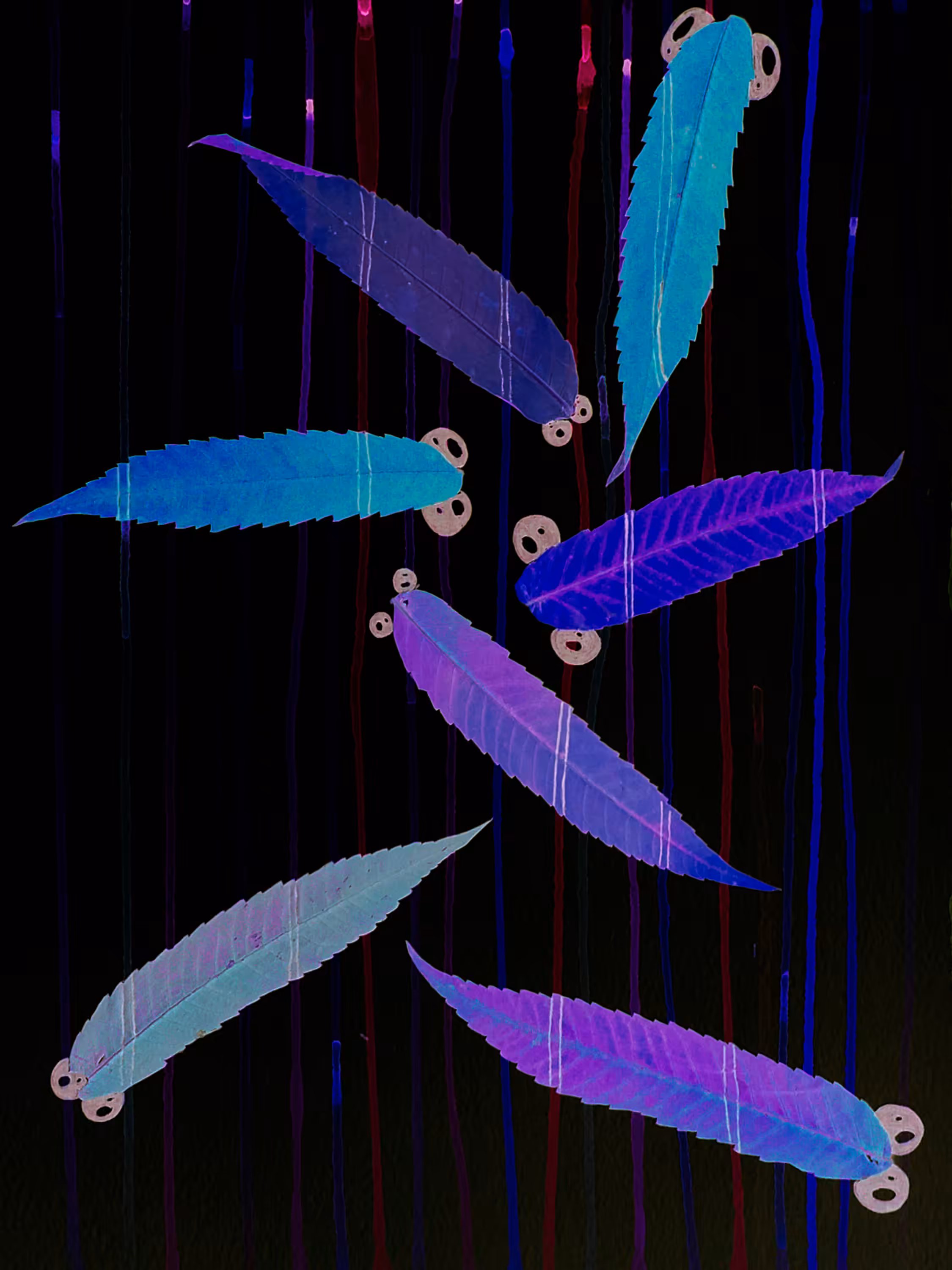 AquaFish