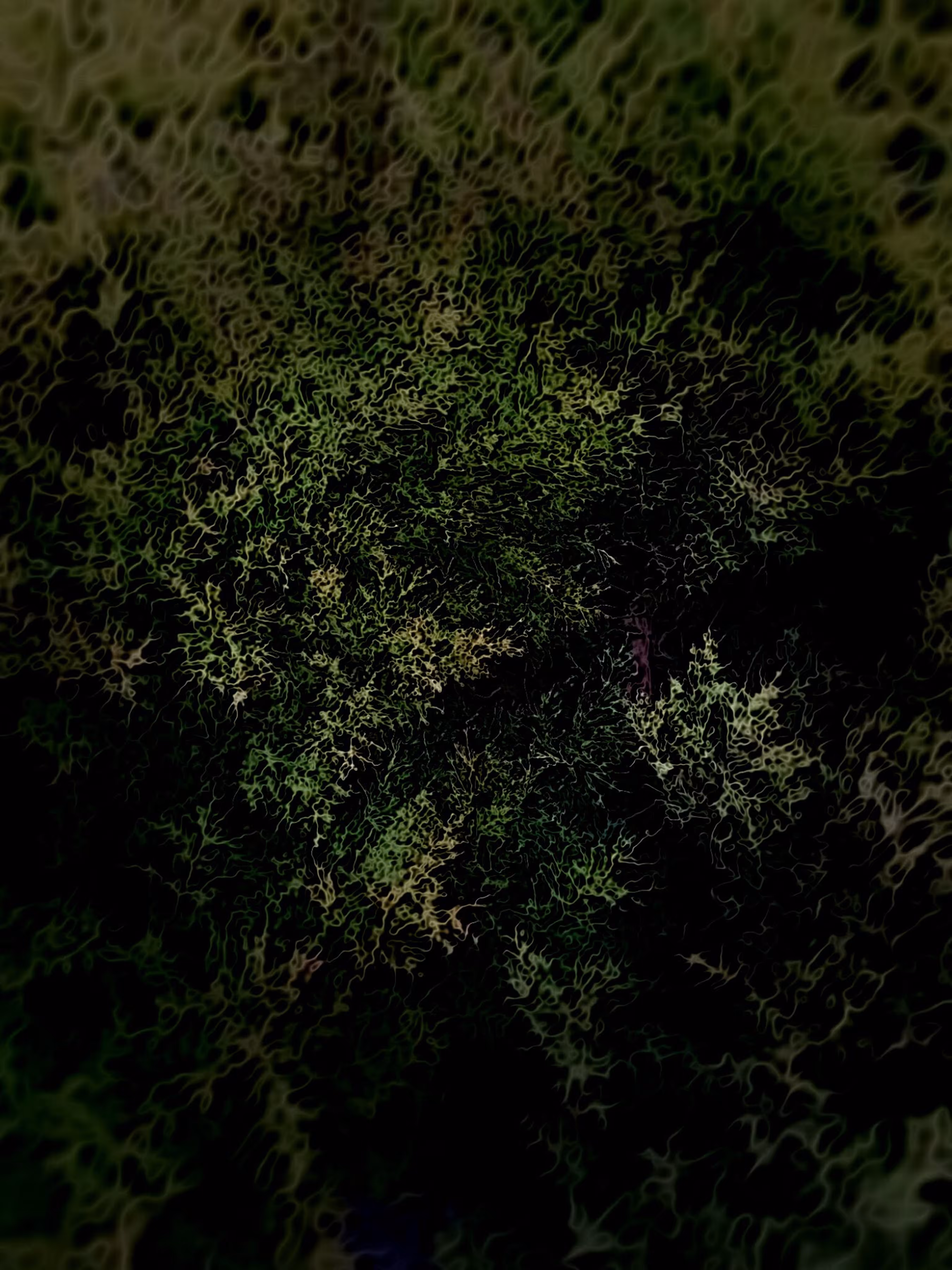 Dark Conifer