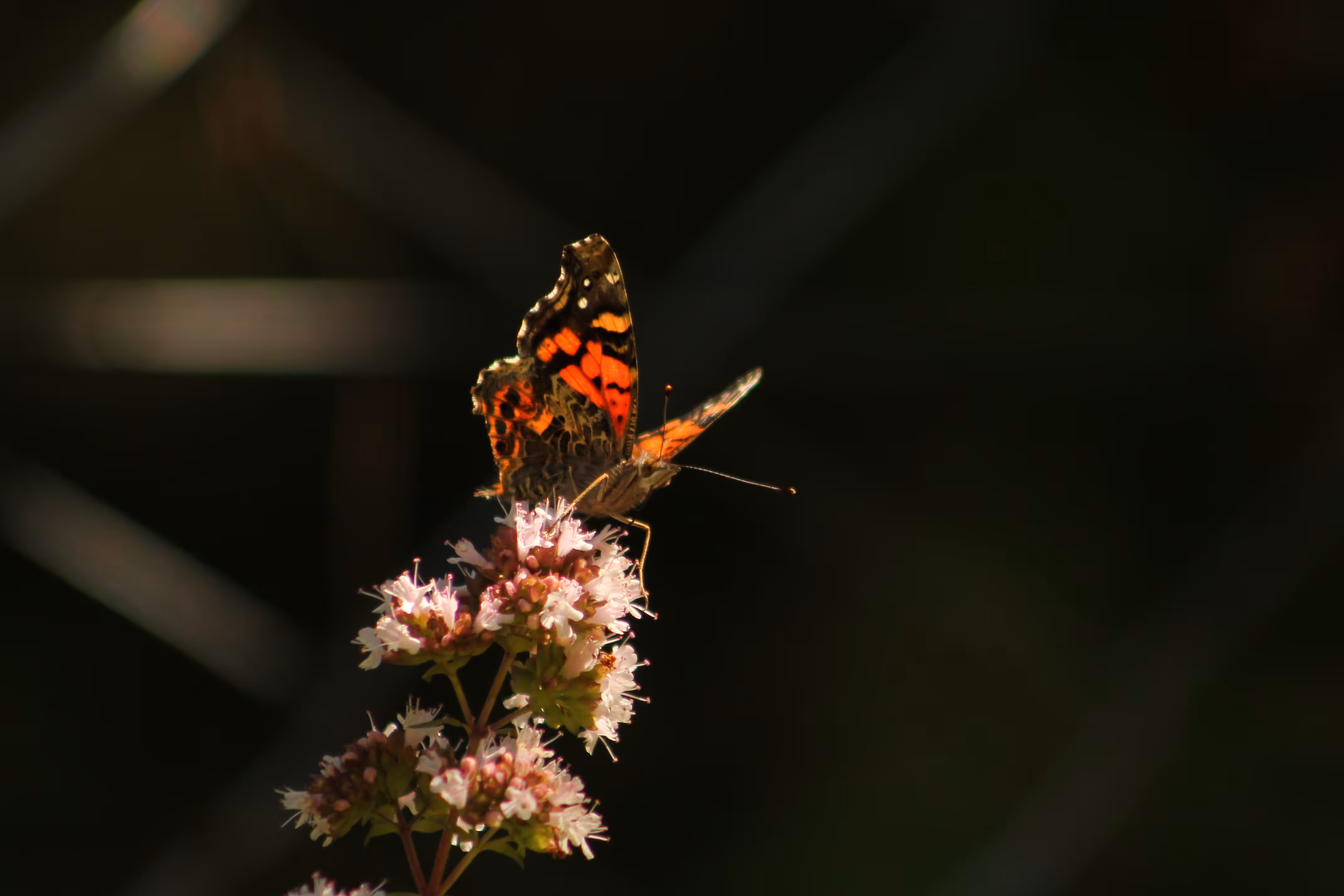 Pollination