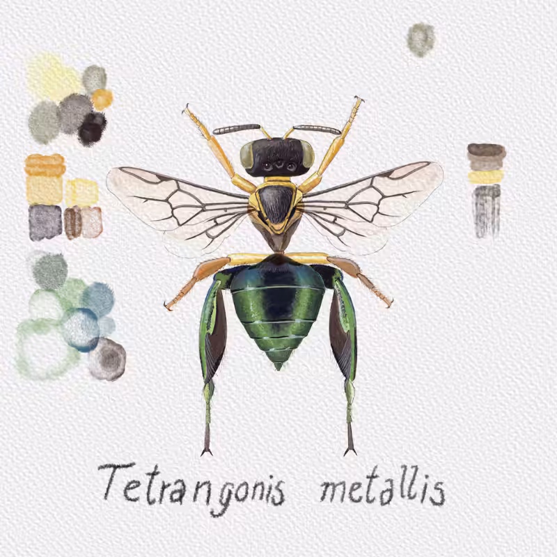 Randomic Brazilian Bees  #8