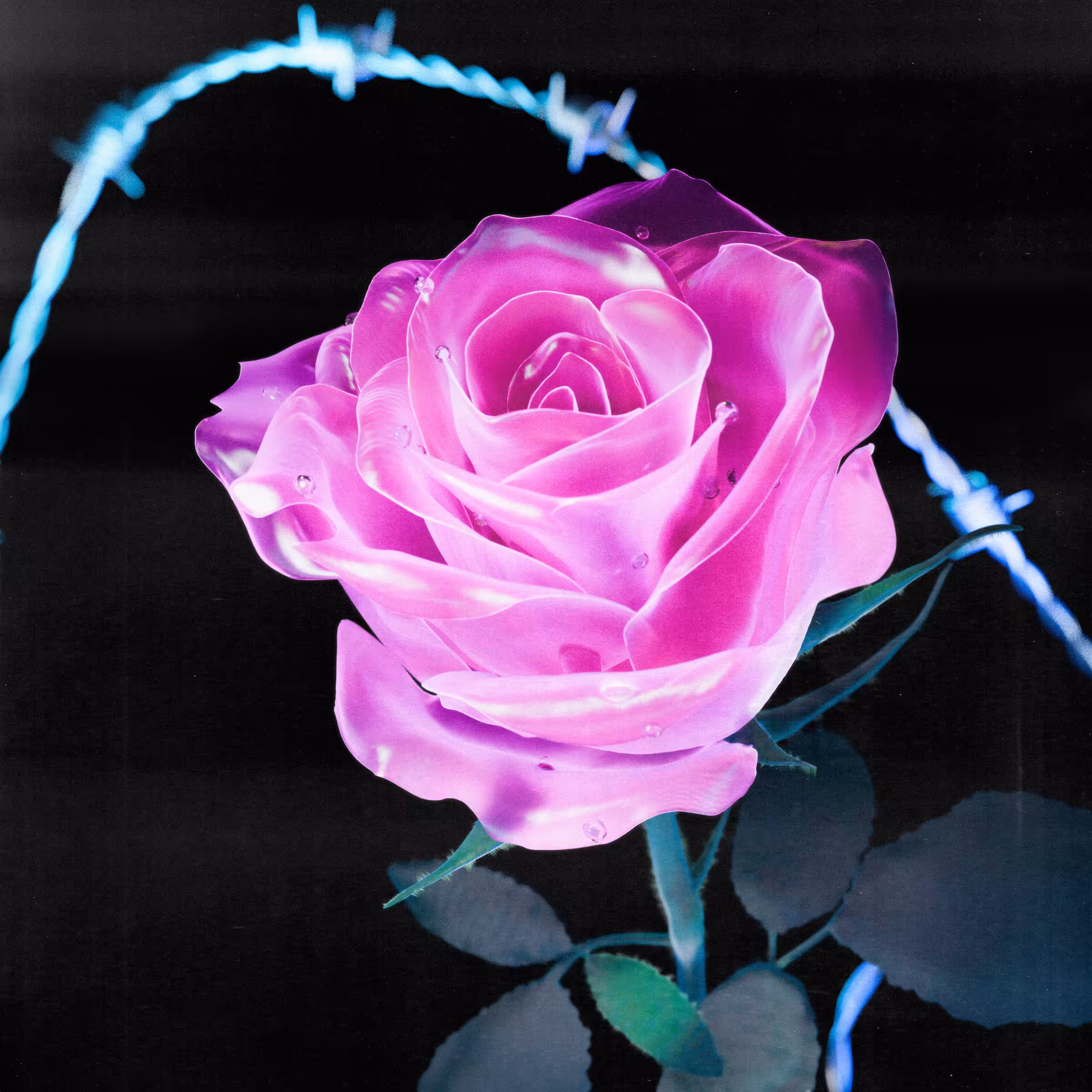 Flower #26 by Olivia Pedigo