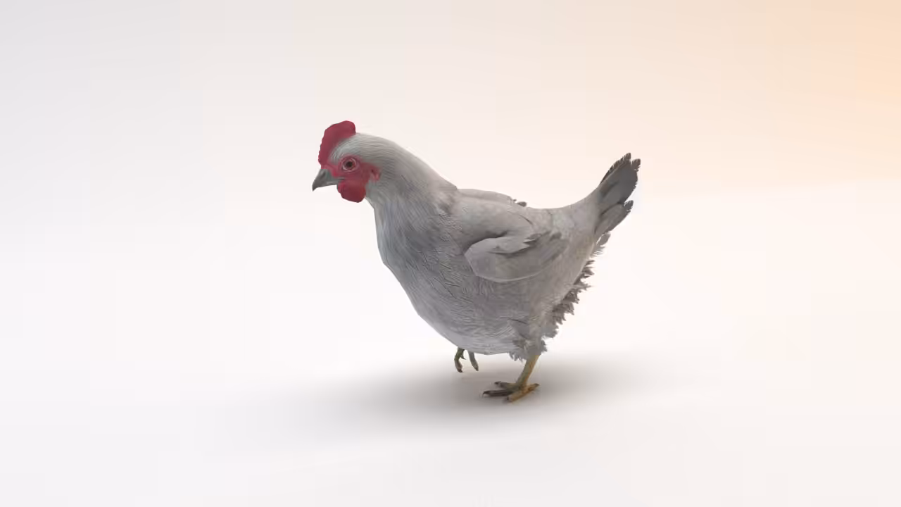 Nold Guggets