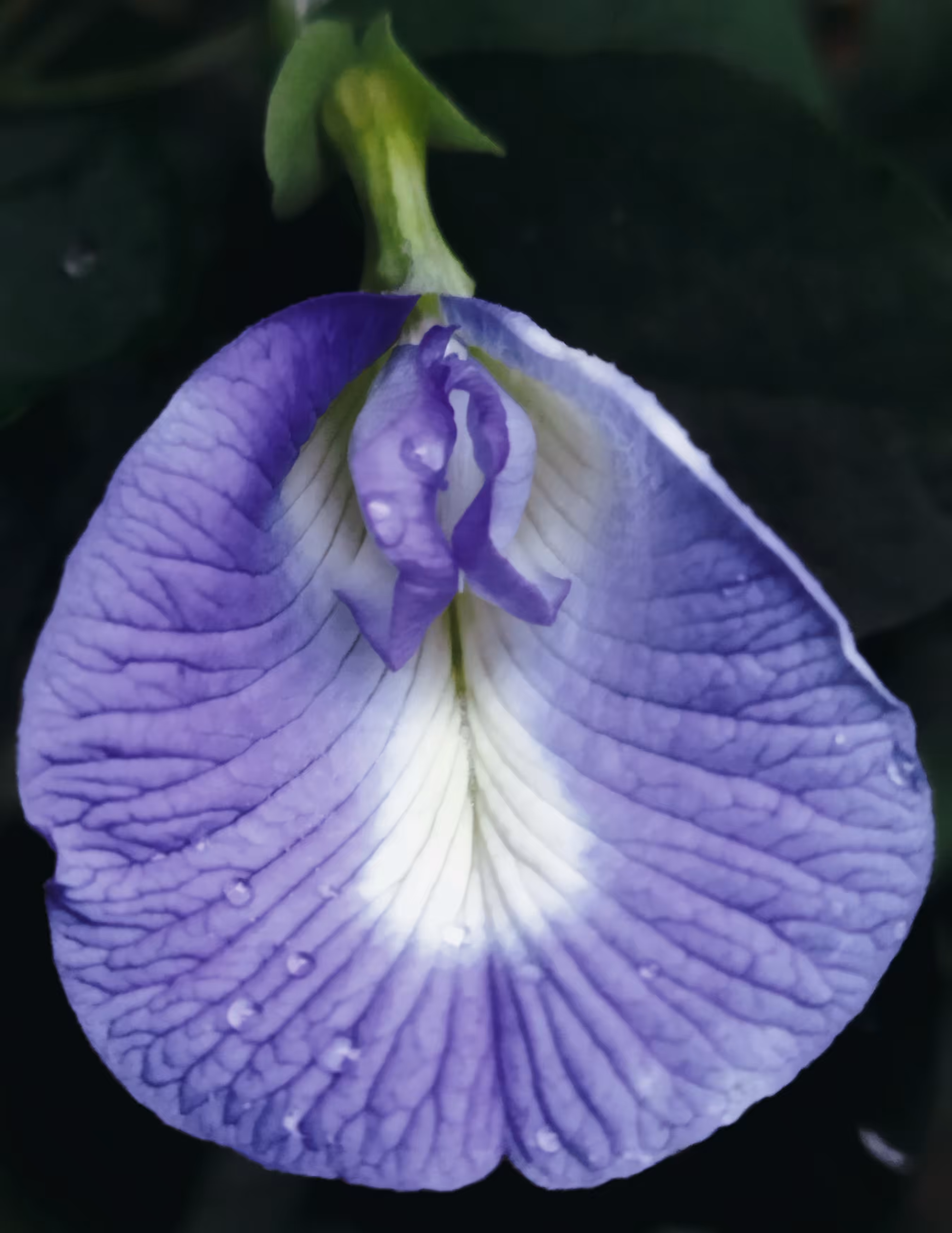 Neelkanth Flower - II 