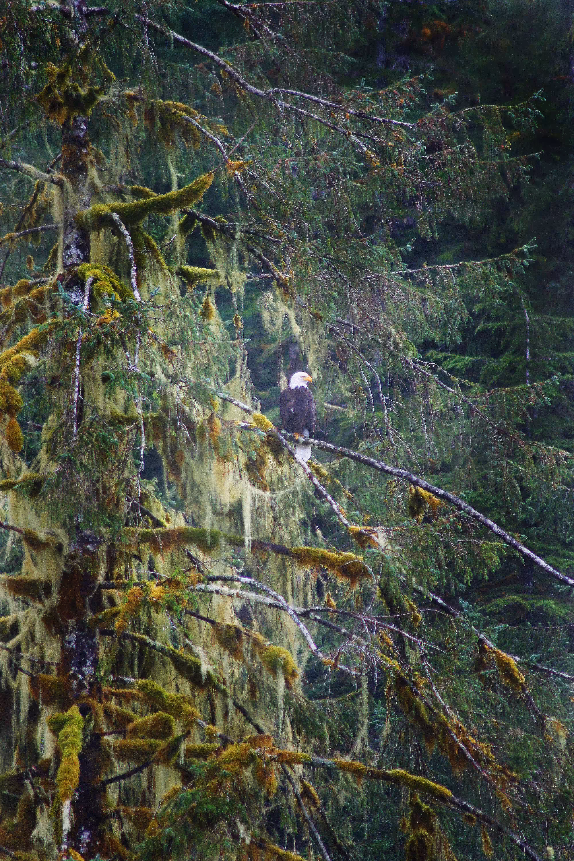 BC Bald Eagle