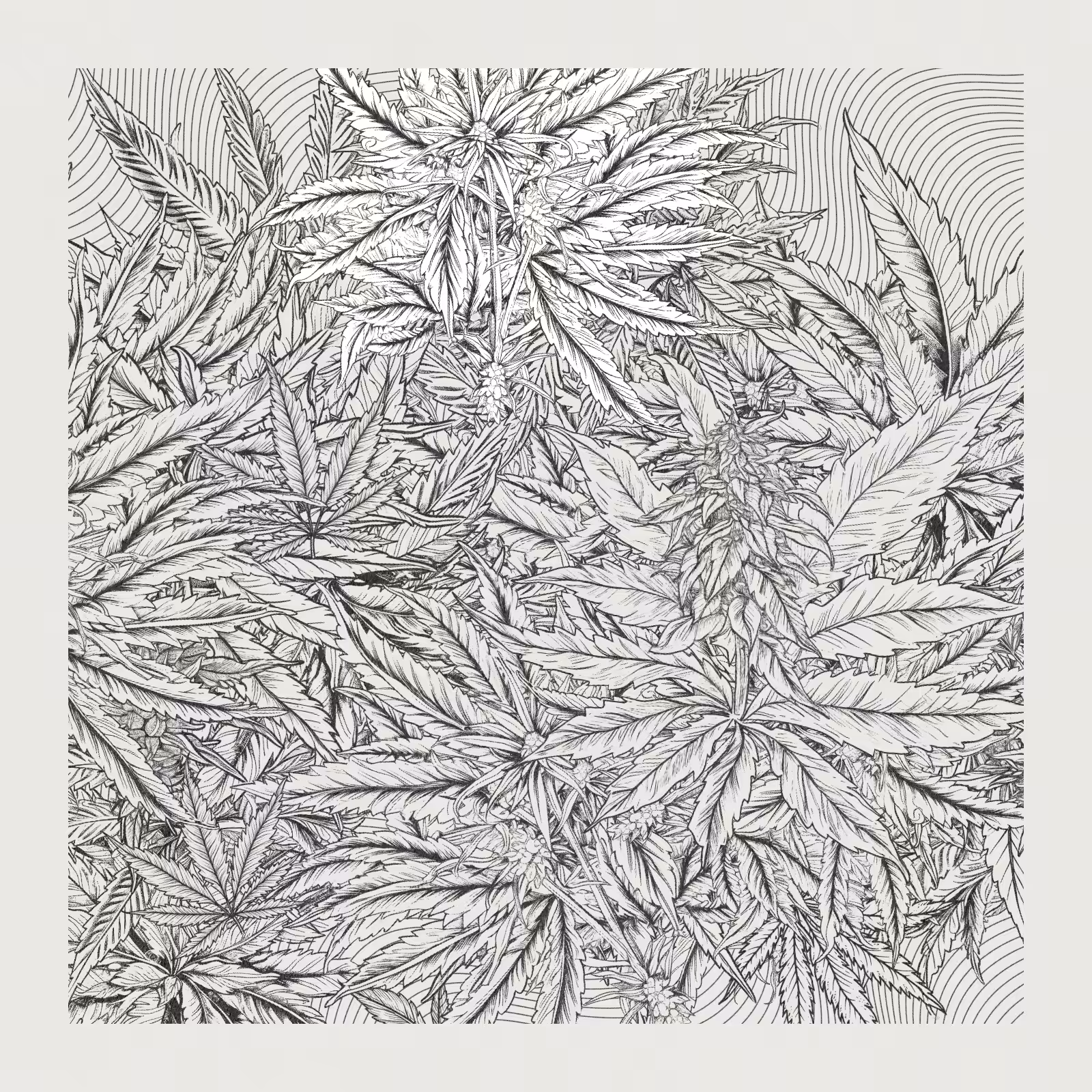 zancannabis #251