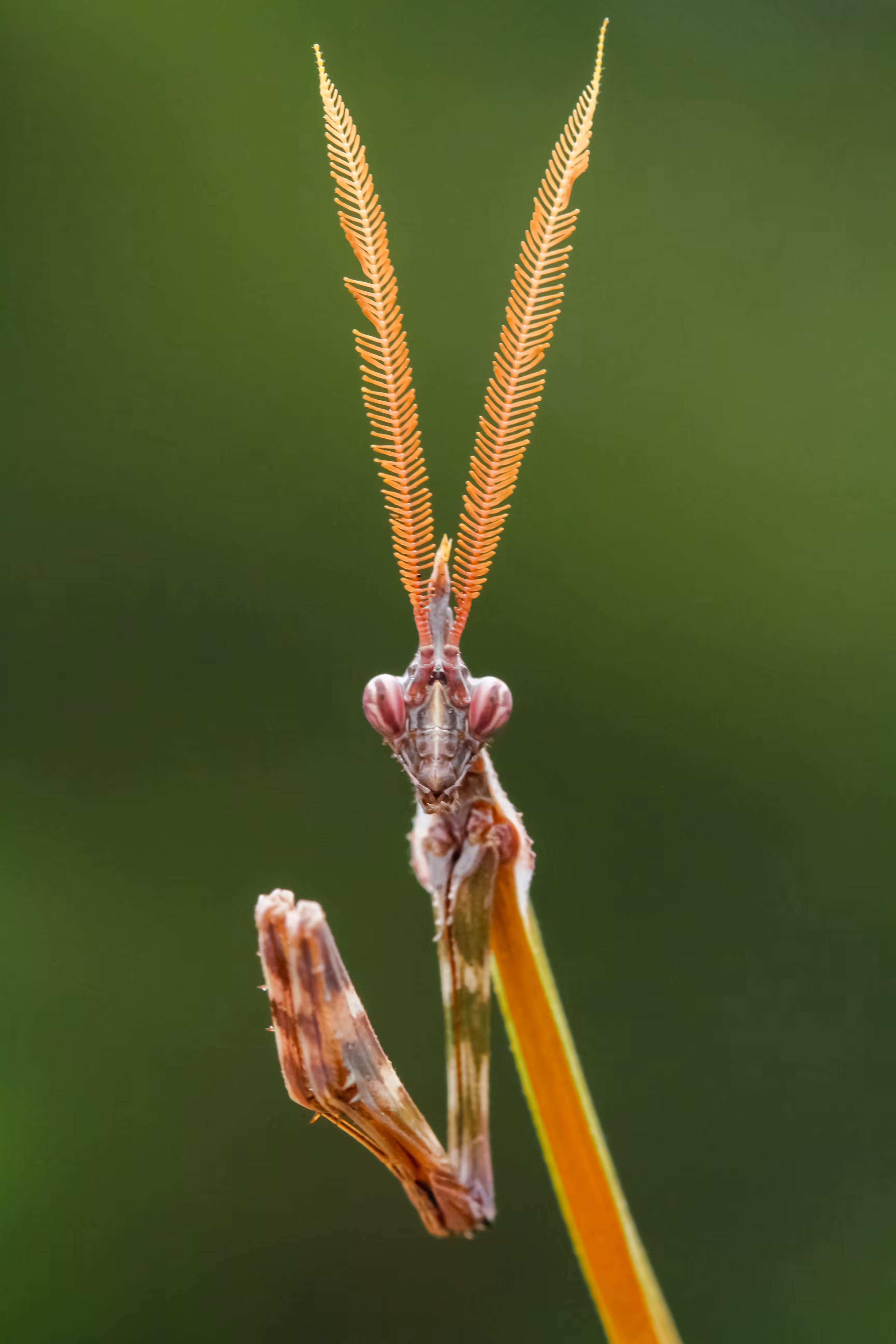 mantis portrait