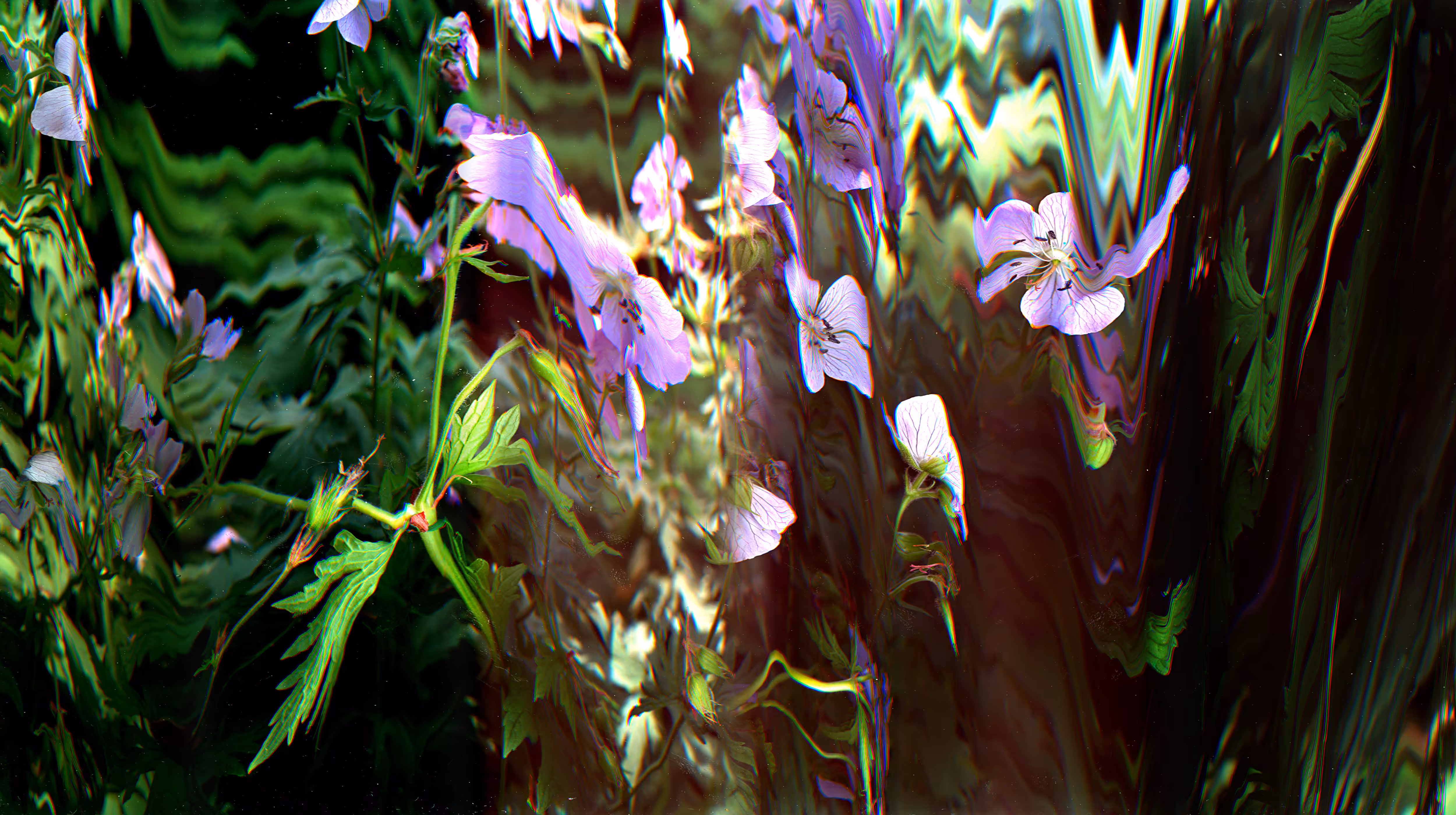 purple flowers