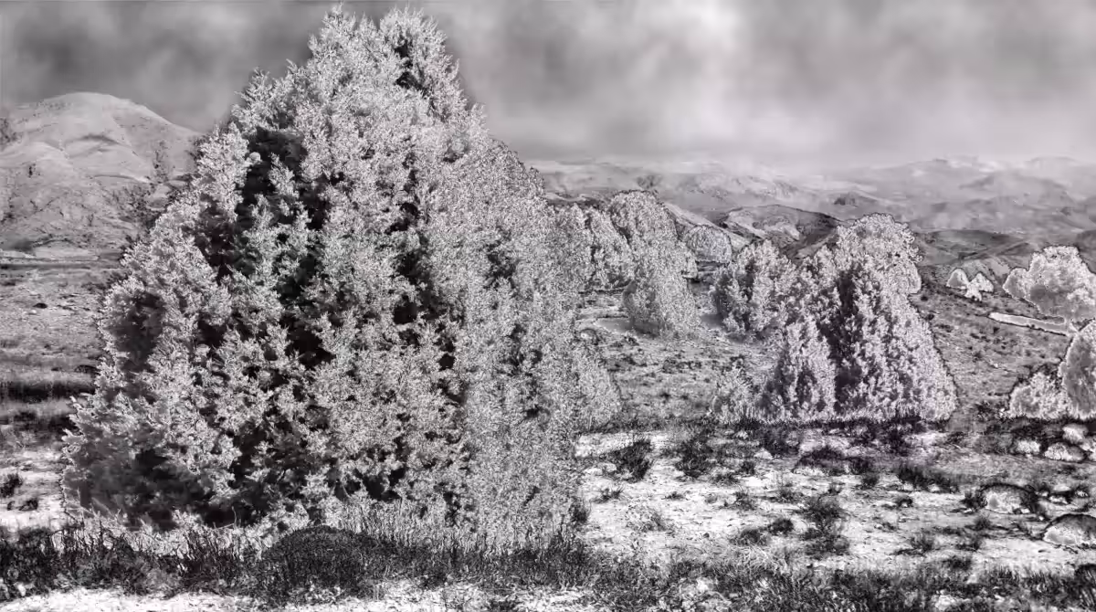 Mountain forest