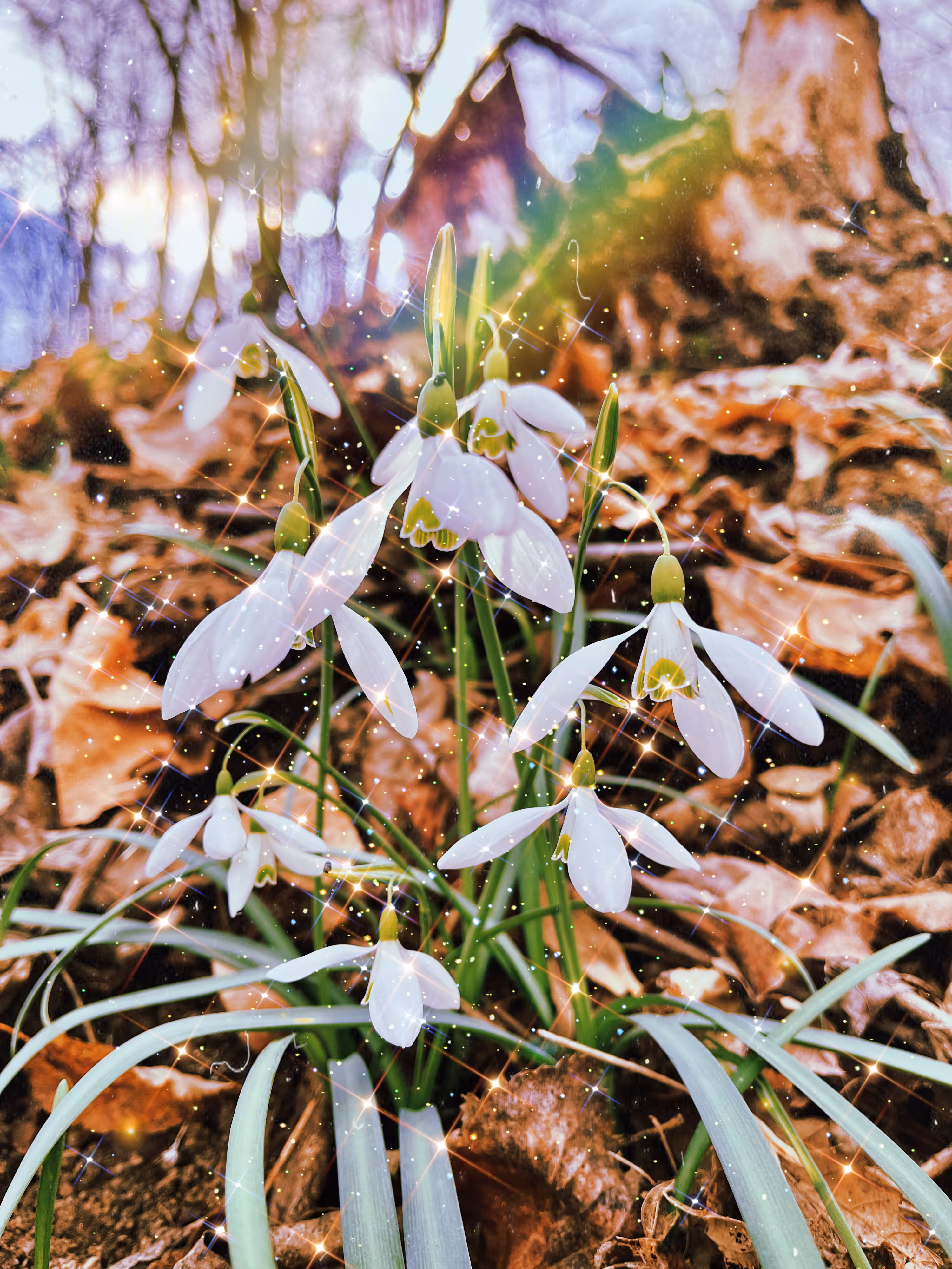 Snowdrops