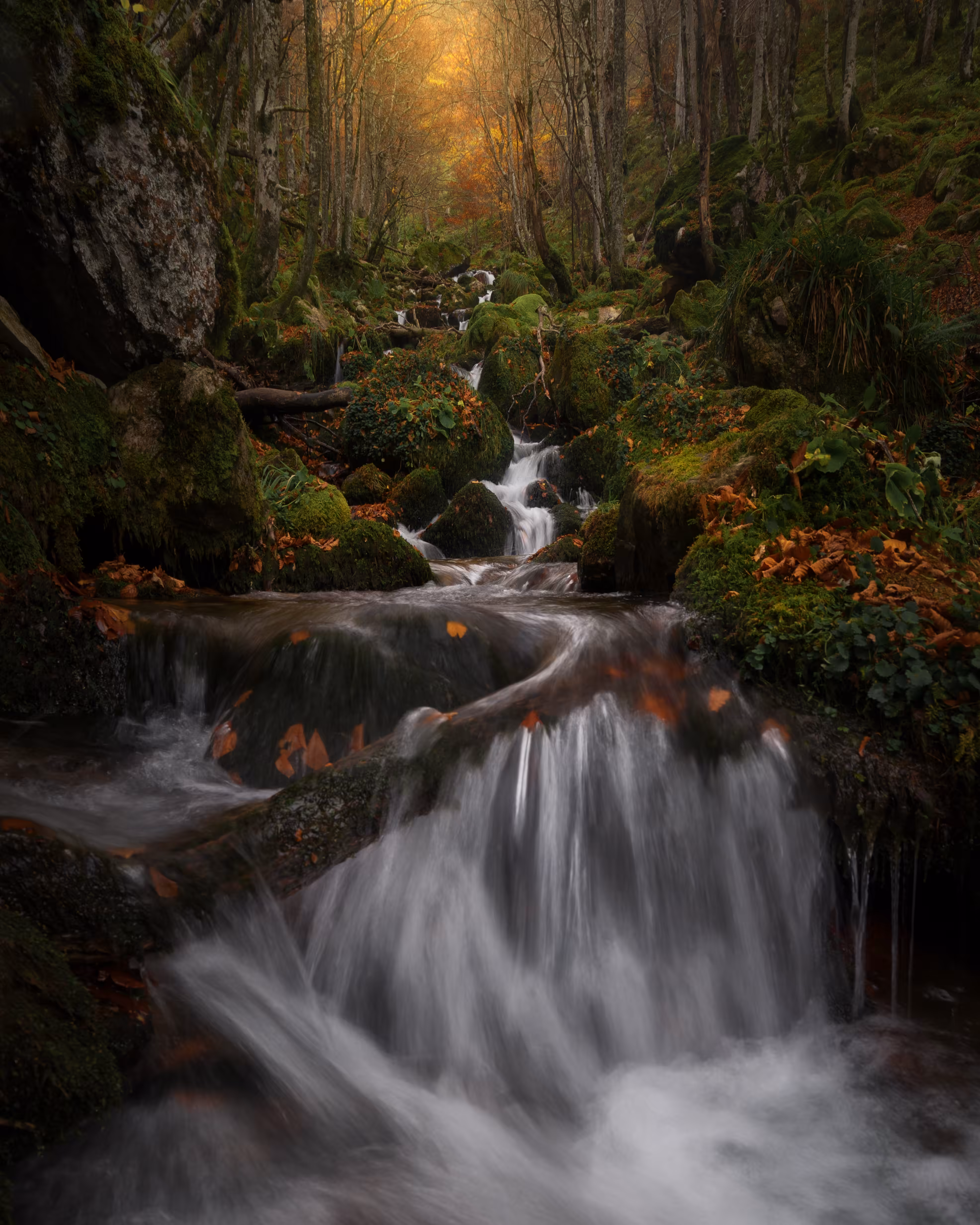 Autumn vibes