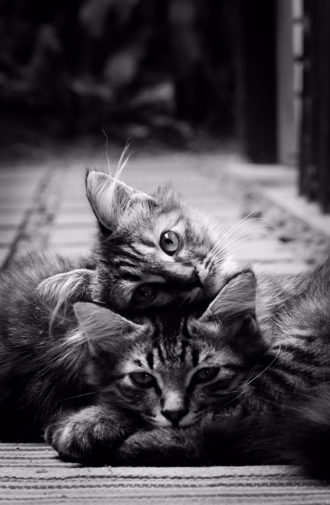 TWINS
