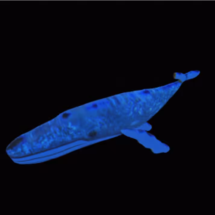 Blue Whale
