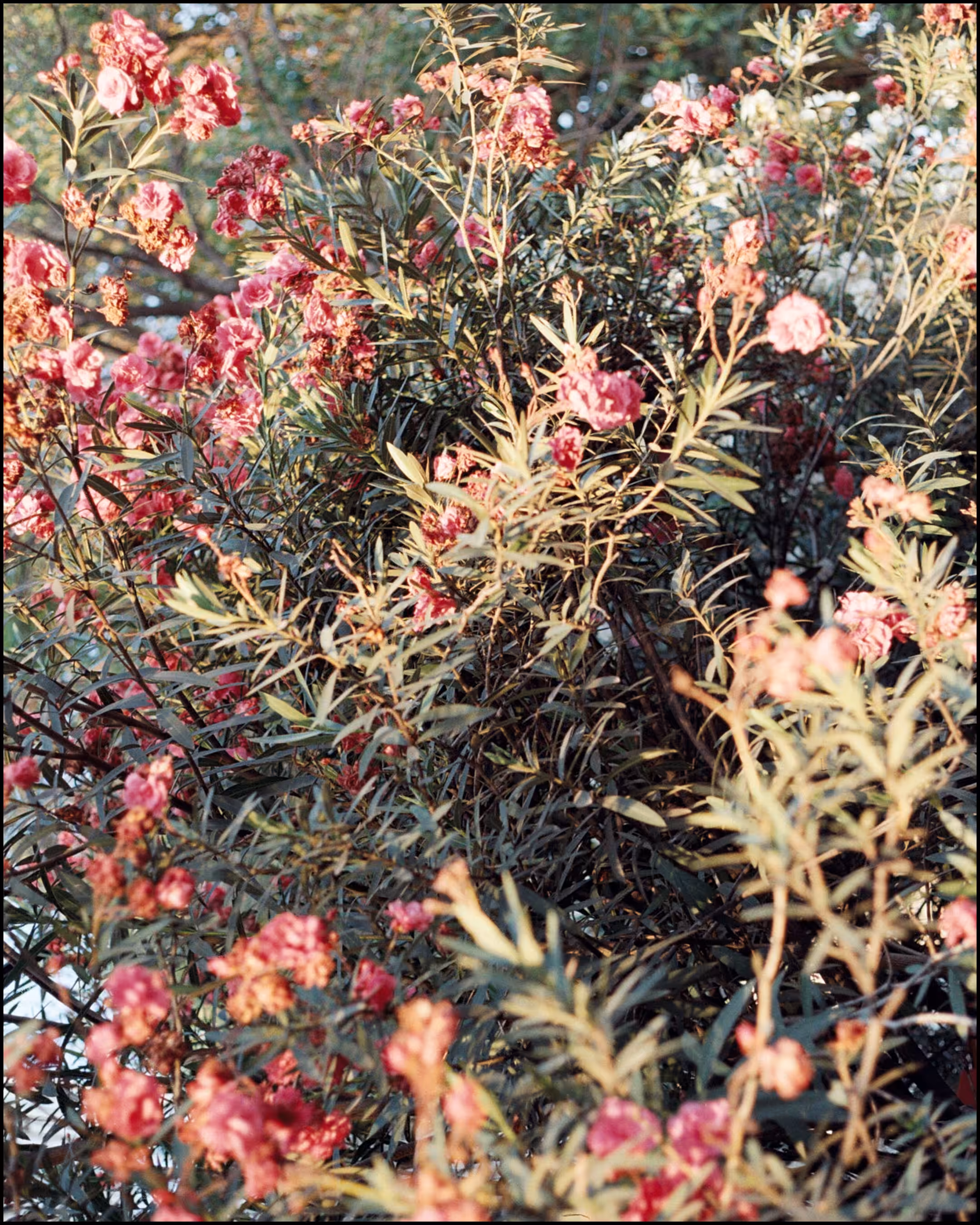 📸🌷🌿🌺