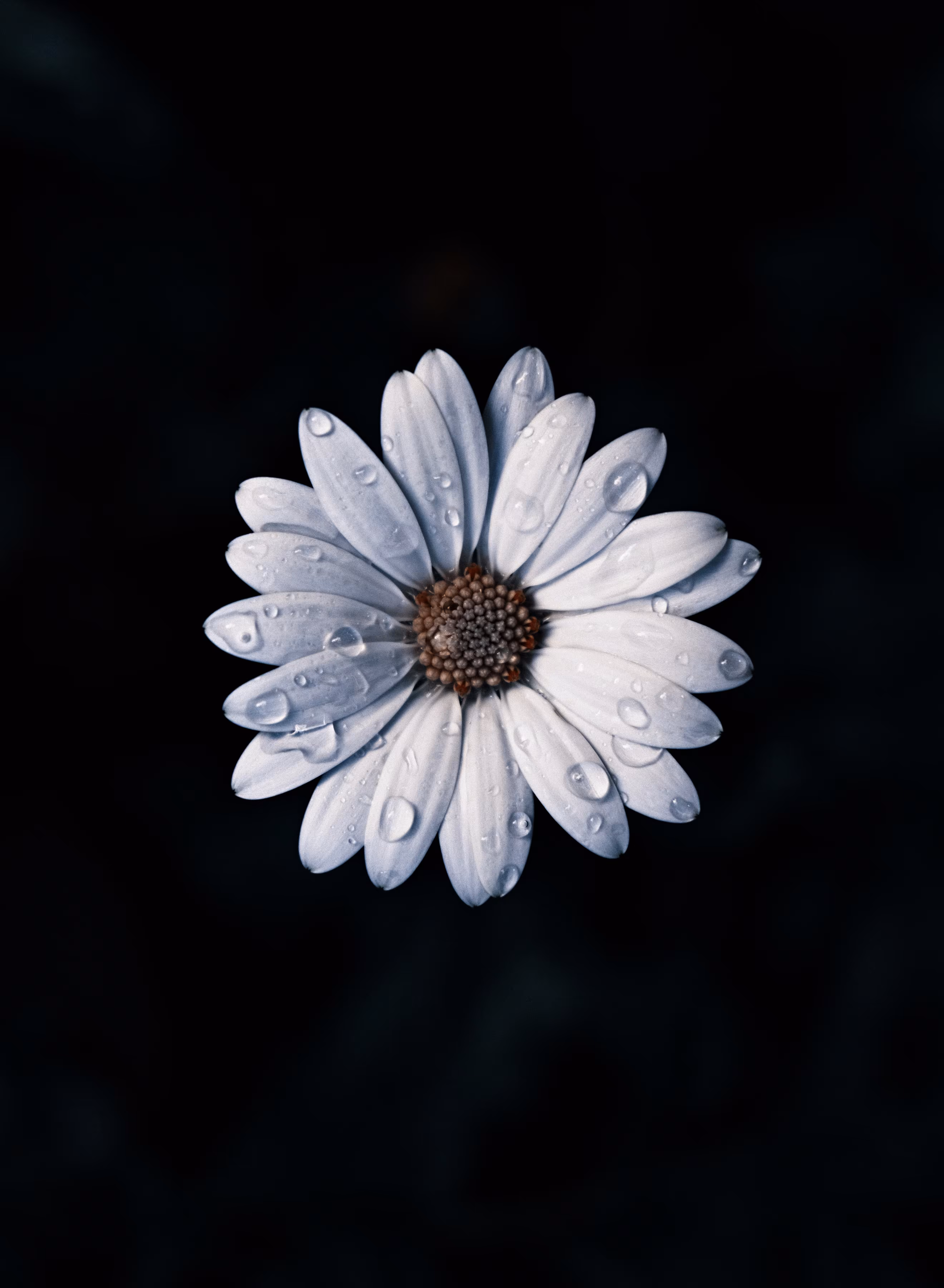 Petals and Drops