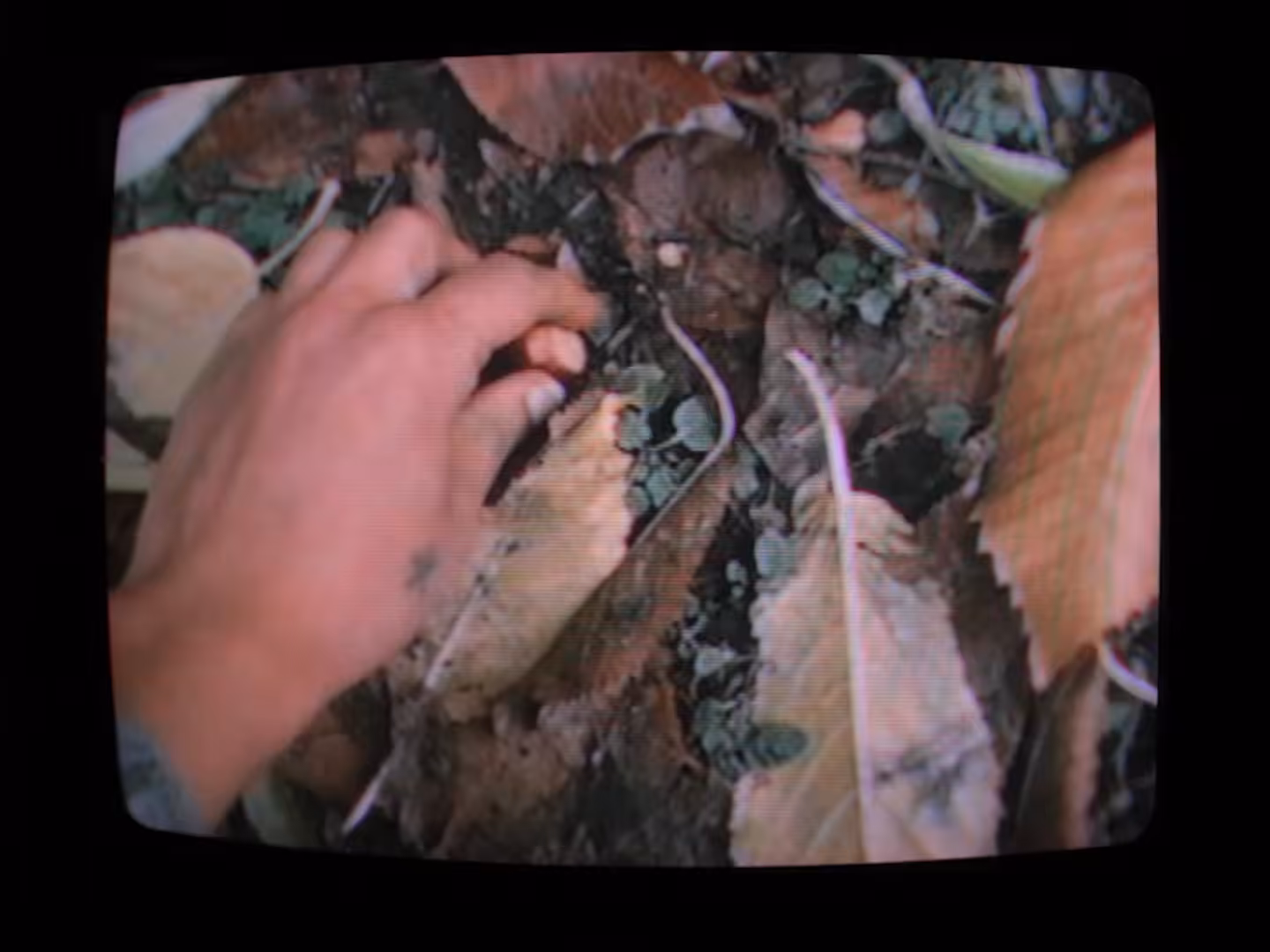 Video by mail