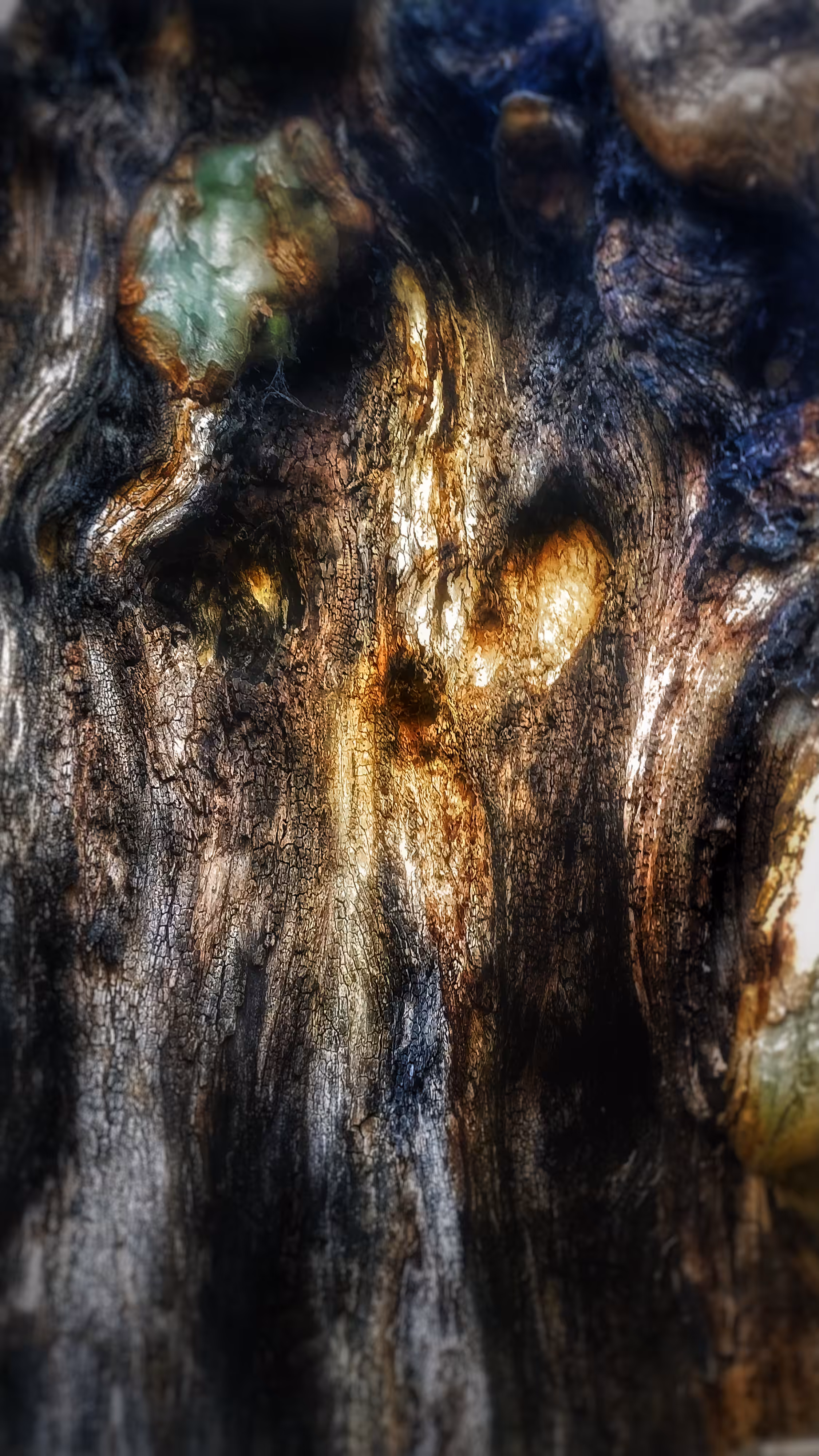 Face in the wood