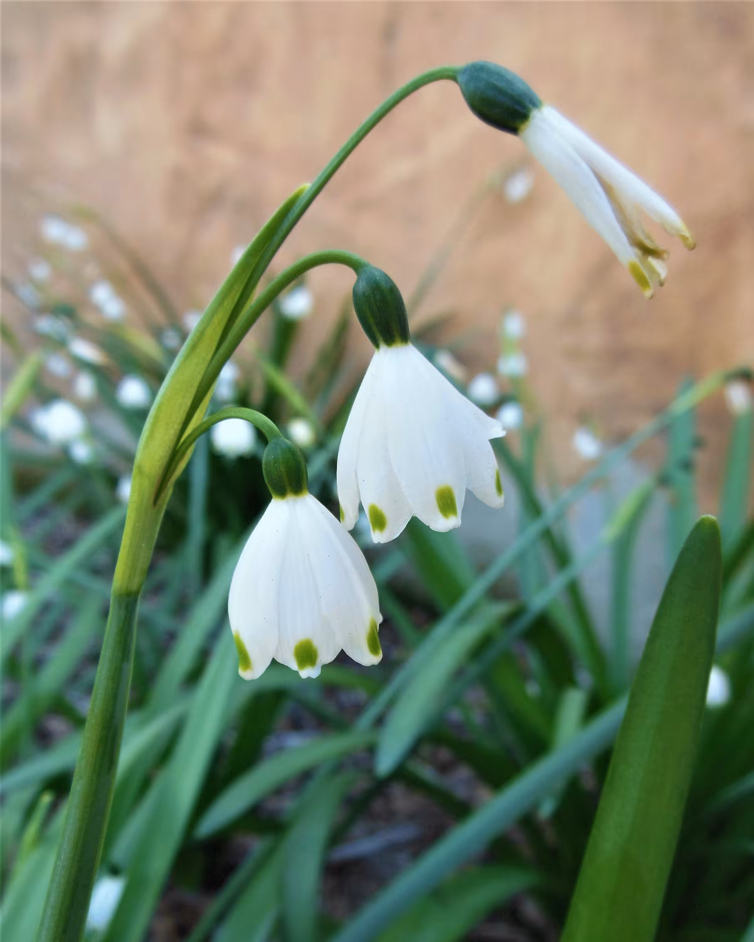 Three Sisters