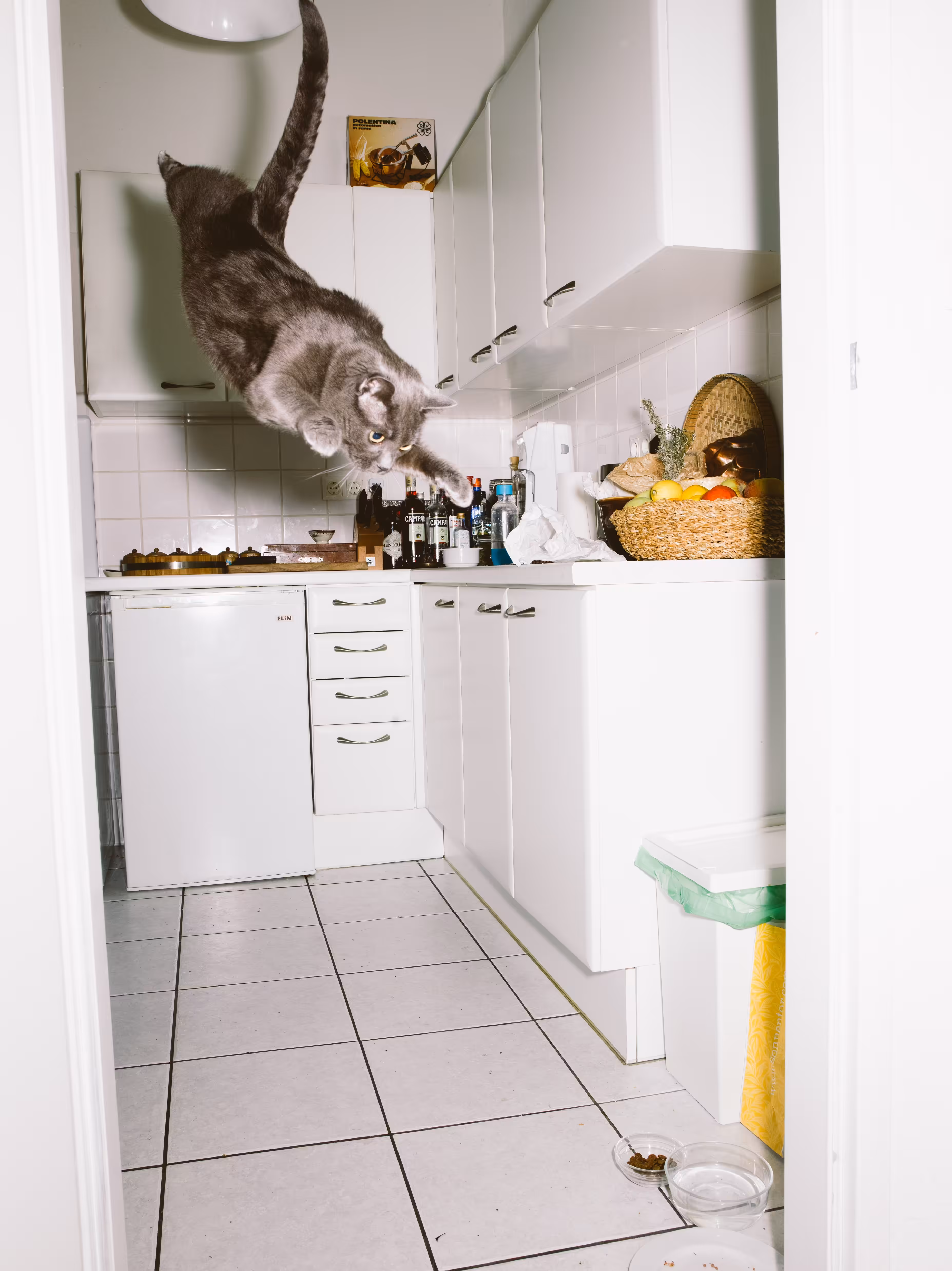 Flitzie, The Jumping Cat