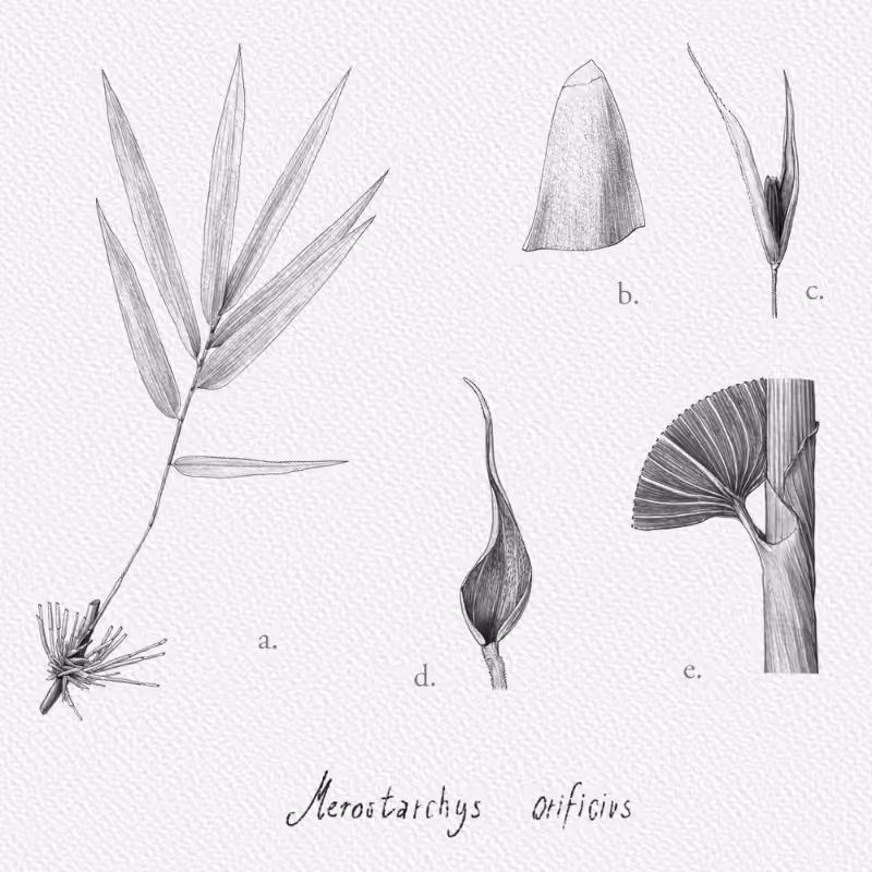 Botanical Illustration - Bambusoideae 1 #32