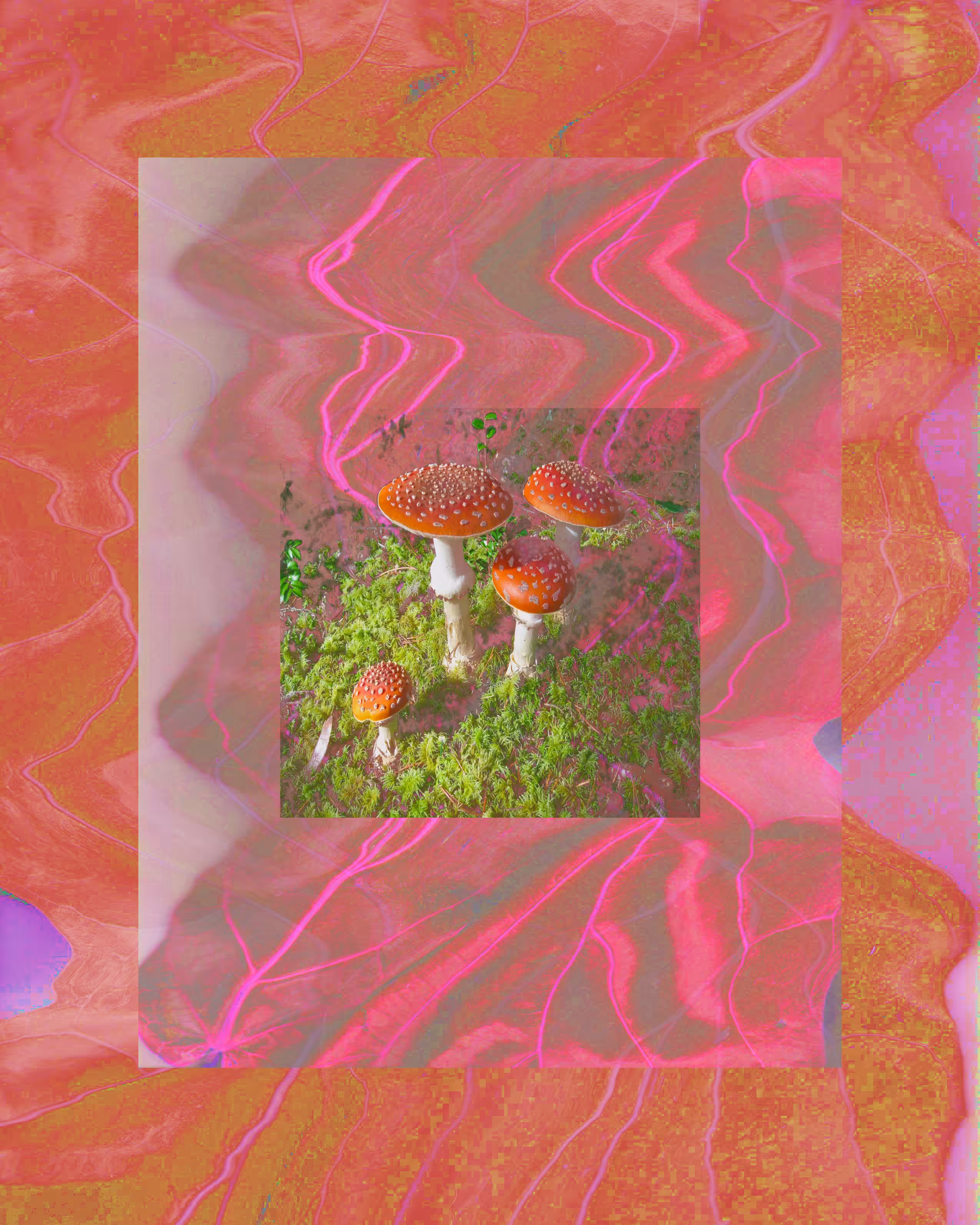 amanitas & the sublime