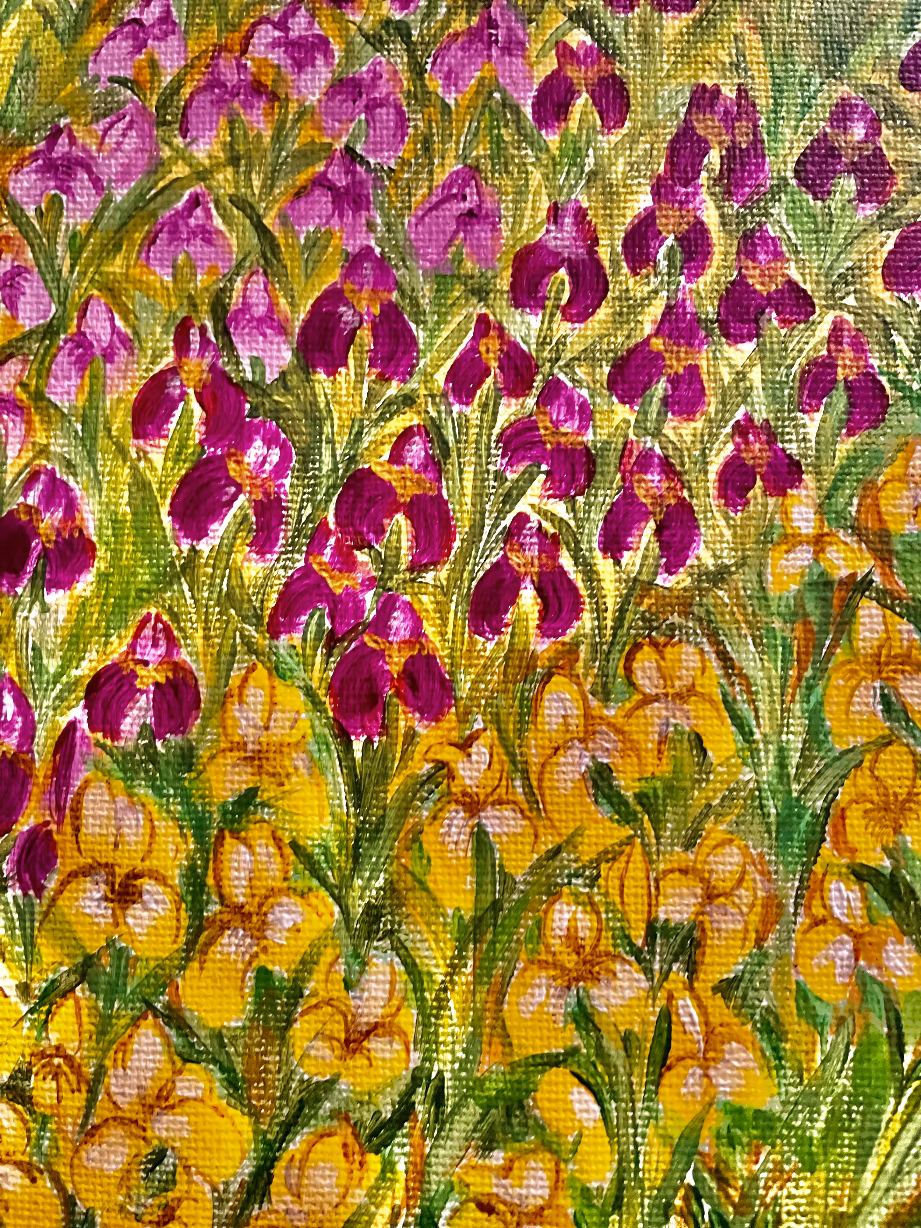 Mable's Irises Series: "Vibrant Petals"