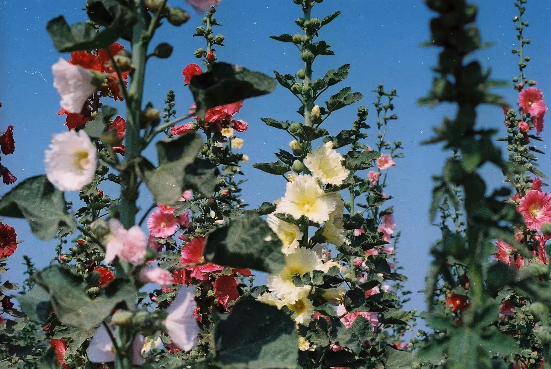 Hollyhocks_Yellow