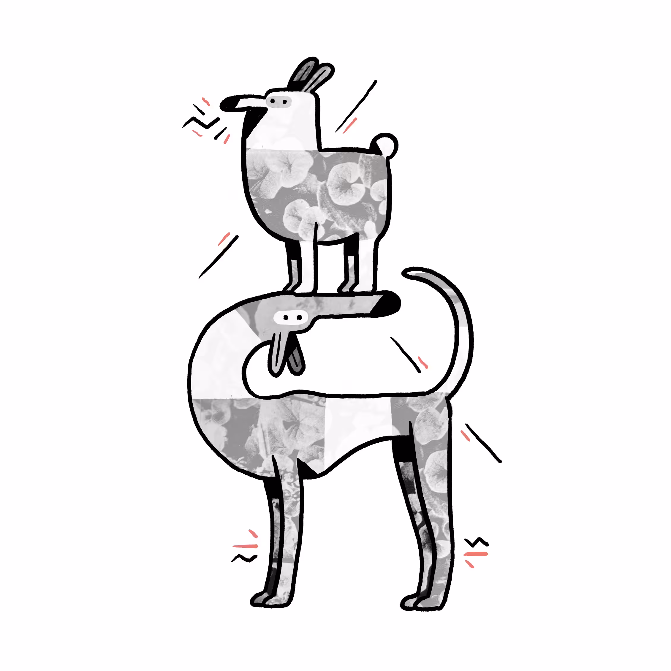 DOGU ACROBATS