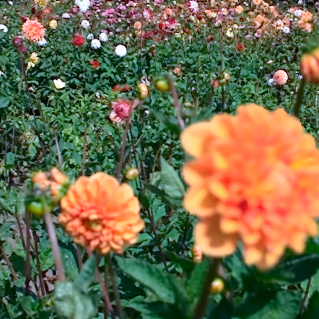 NFT_06