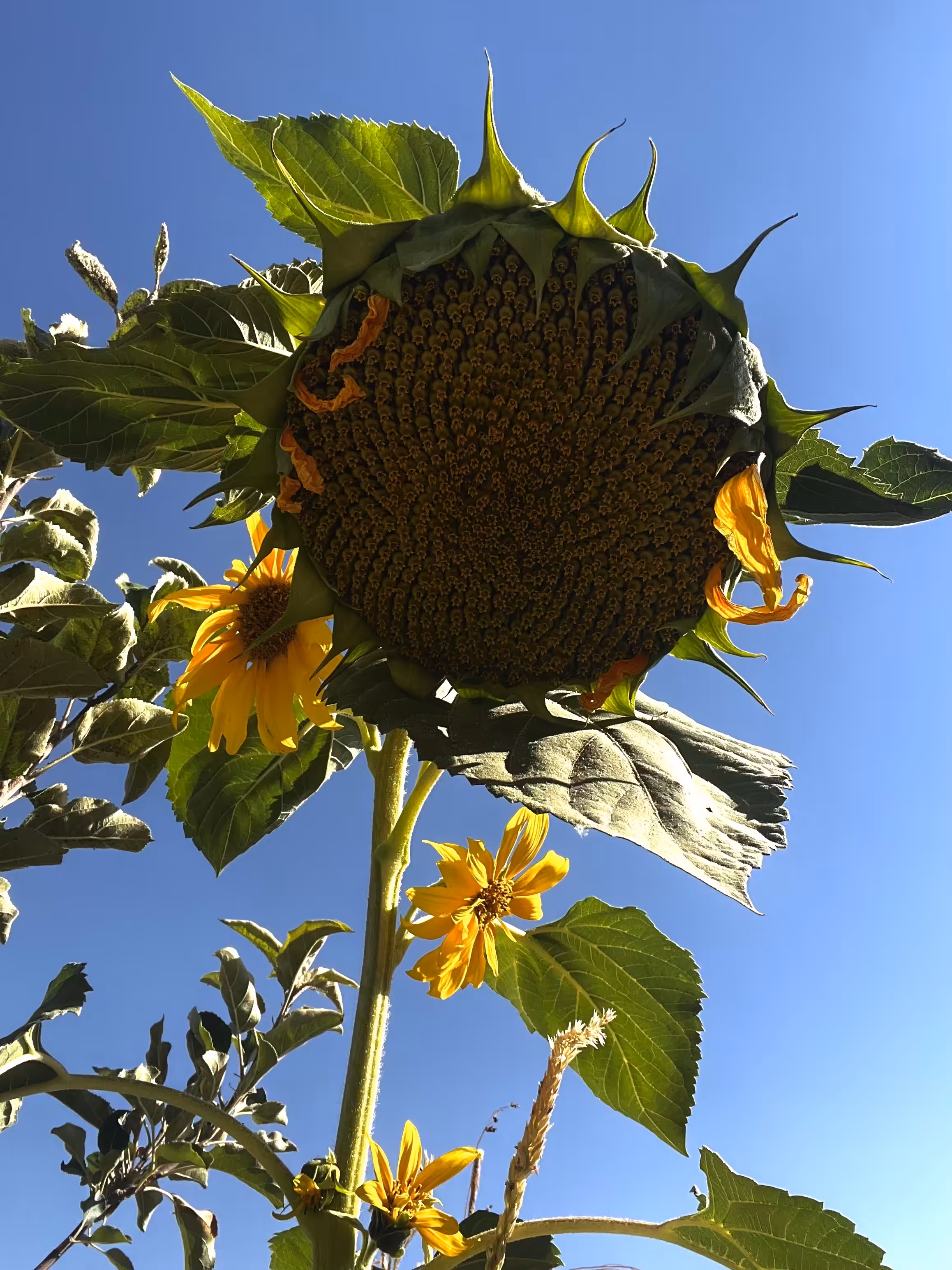 Sunflower
