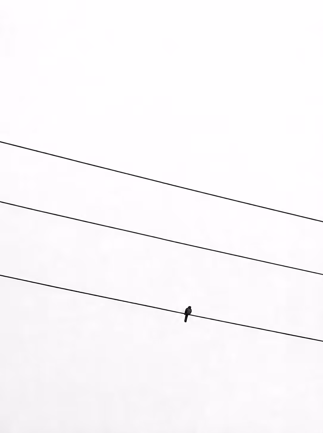 Swallow