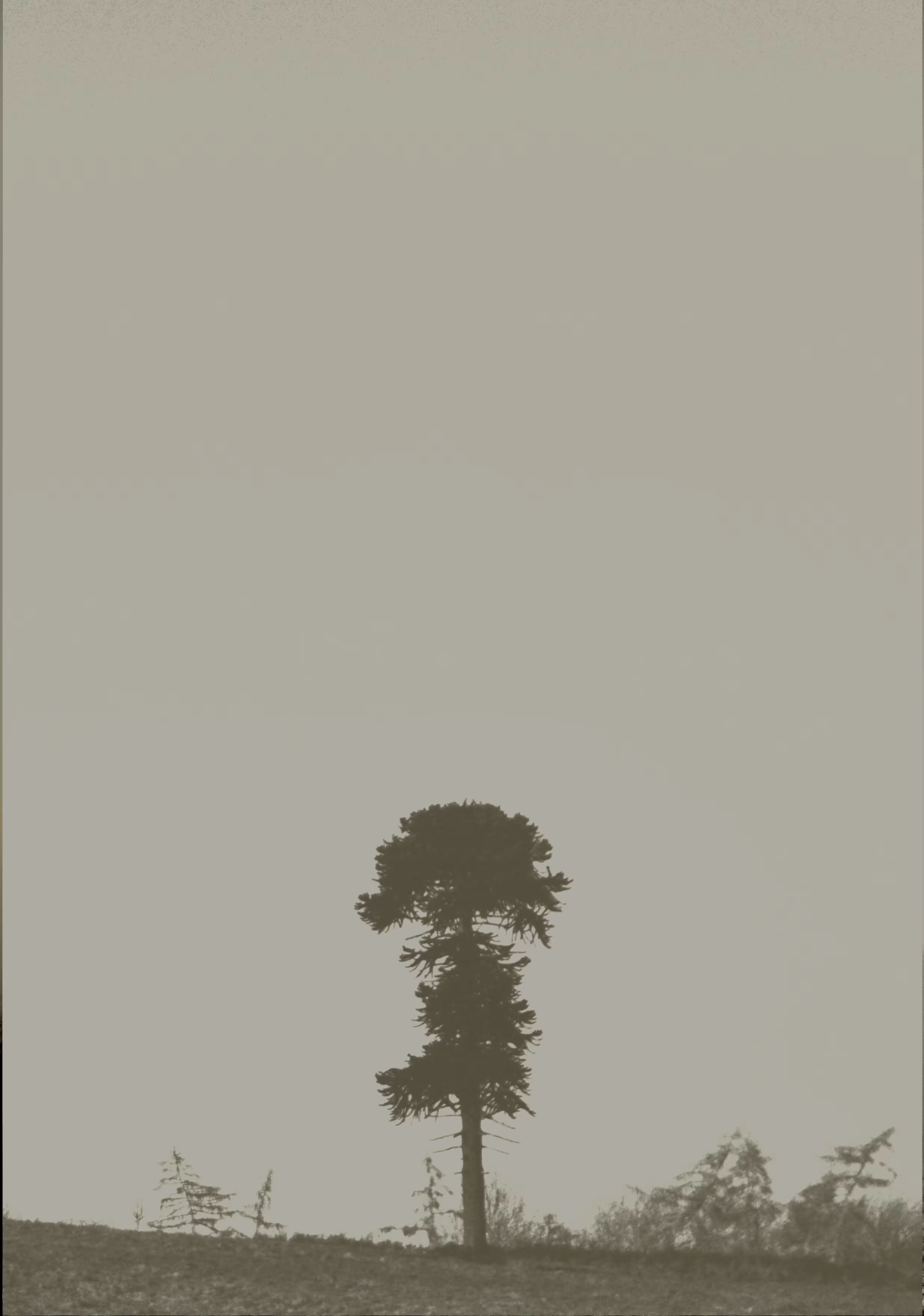 The Forest Optimist 3