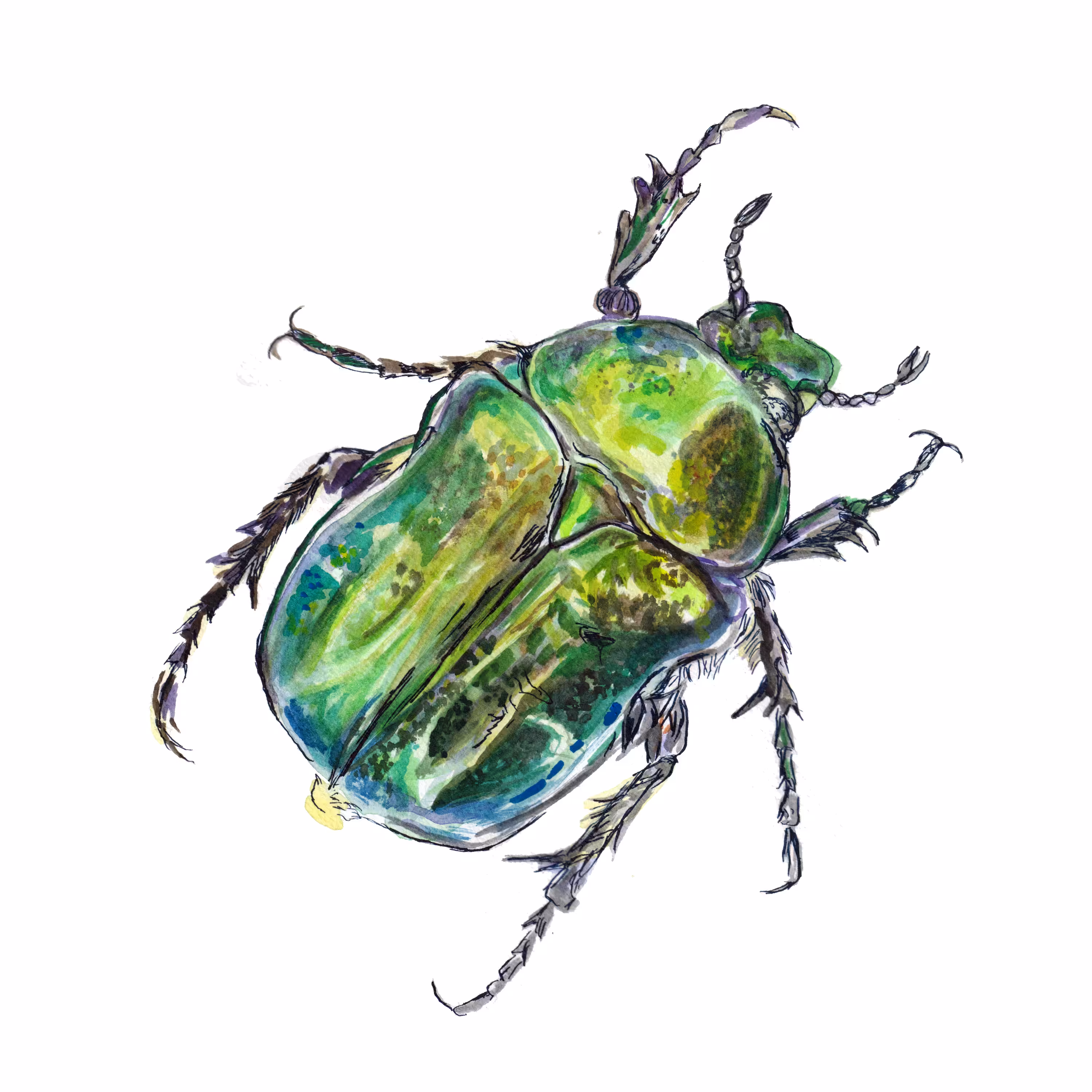 Rosechafer